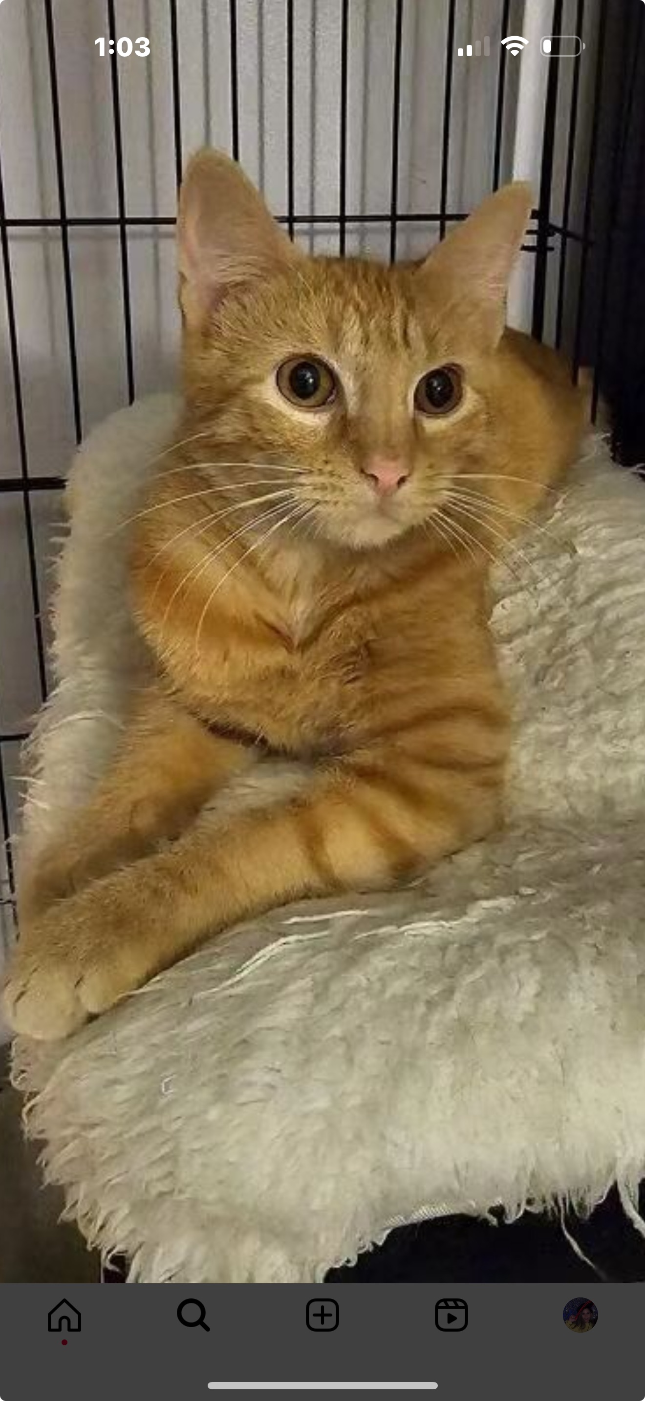 Enlarge Zena (f), a Adopted Domestic Short Hair in Fresh Meadows, NY image 4/4