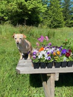 Enlarge Emma, a ADOPTABLE mixed breed in Eureka, CA image 2/6