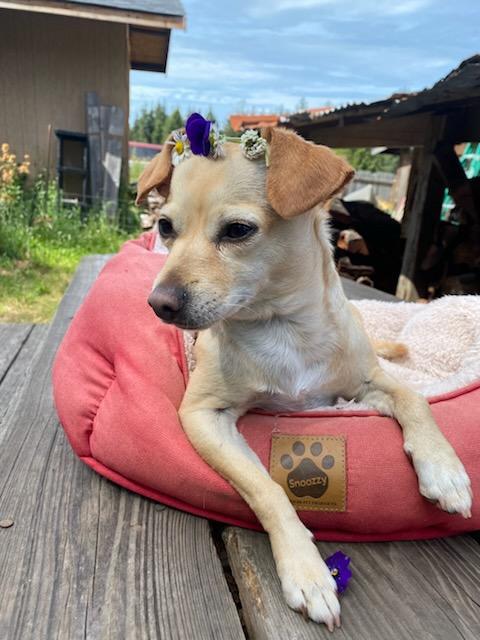 Emma, ADOPTABLE, Adult Female Chihuahua.