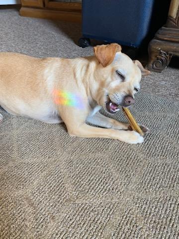 Enlarge Emma, a ADOPTABLE mixed breed in Eureka, CA image 5/6