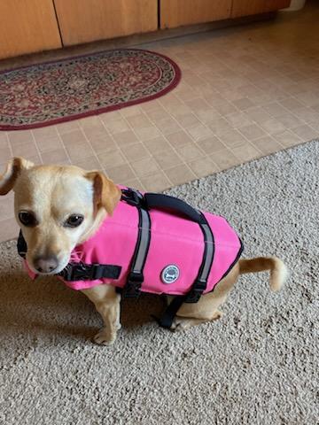 Enlarge Emma, a ADOPTABLE mixed breed in Eureka, CA image 6/6