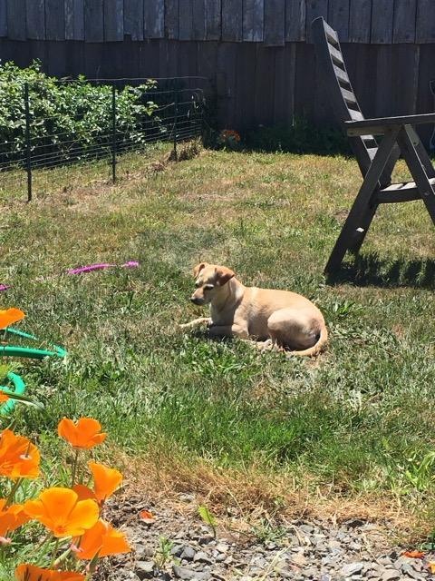 Enlarge Emma, a ADOPTABLE mixed breed in Eureka, CA image 4/6