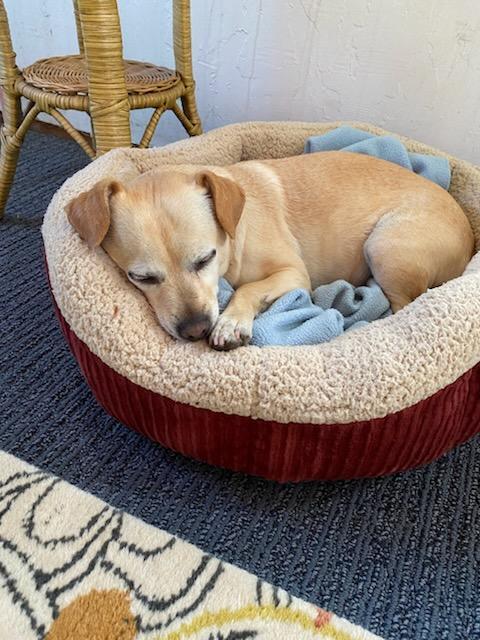 Enlarge Emma, a ADOPTABLE mixed breed in Eureka, CA image 3/6