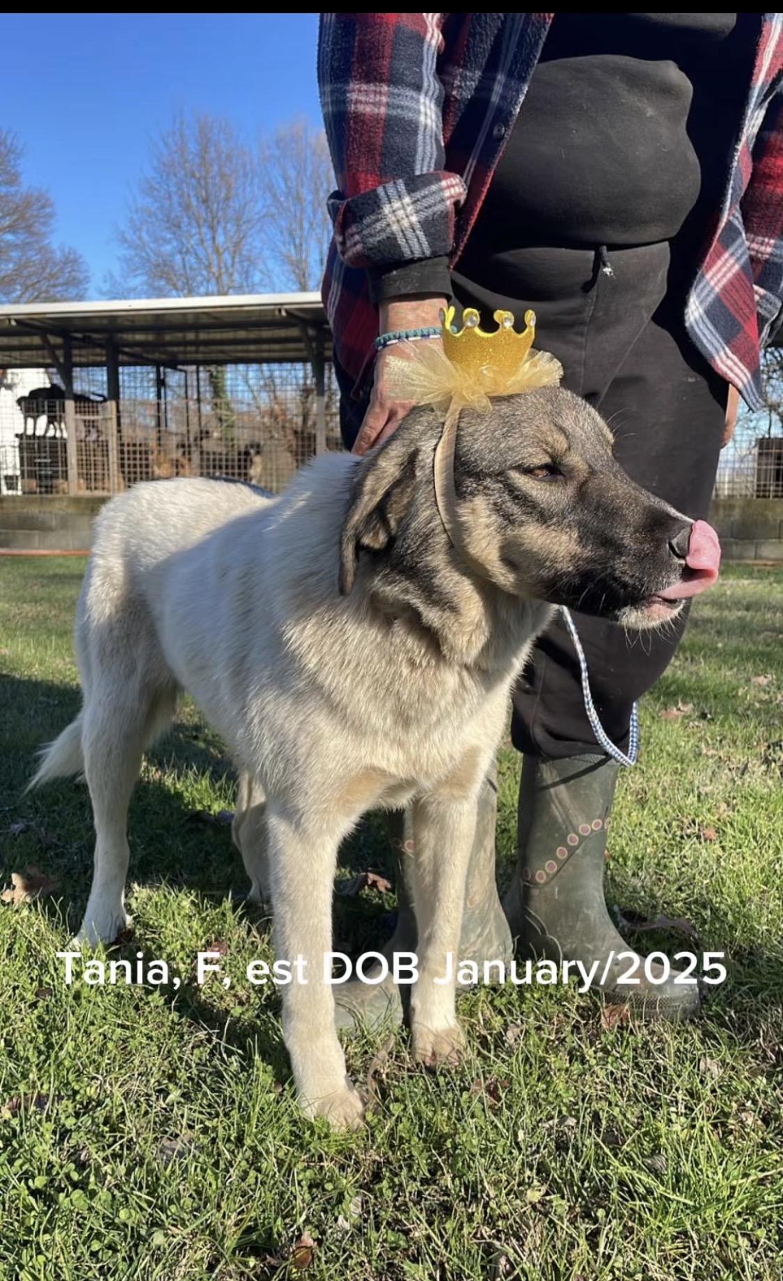 Tania, ADOPTABLE, Young Female German Shepherd Dog & Mixed Breed.