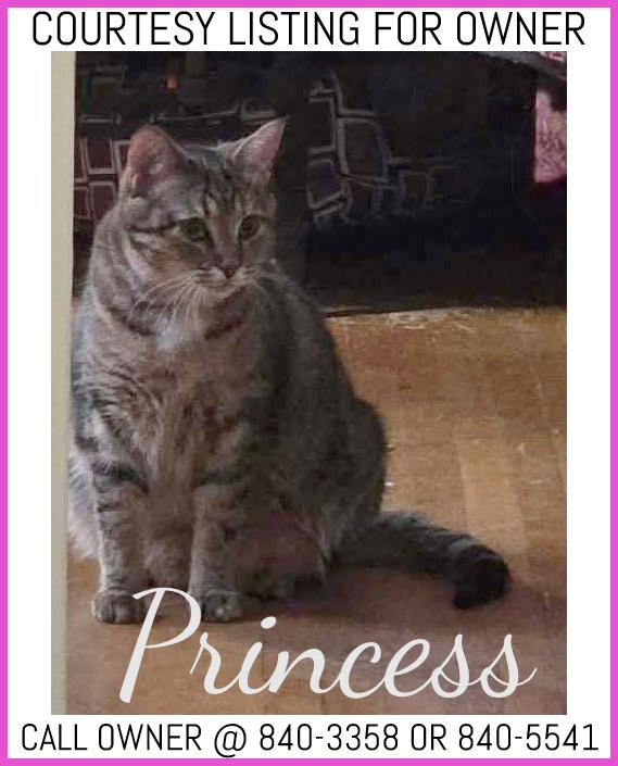 Enlarge Princess - COURTESY LISTING, a ADOPTABLE Domestic Medium Hair in Valley City, ND image 1/1