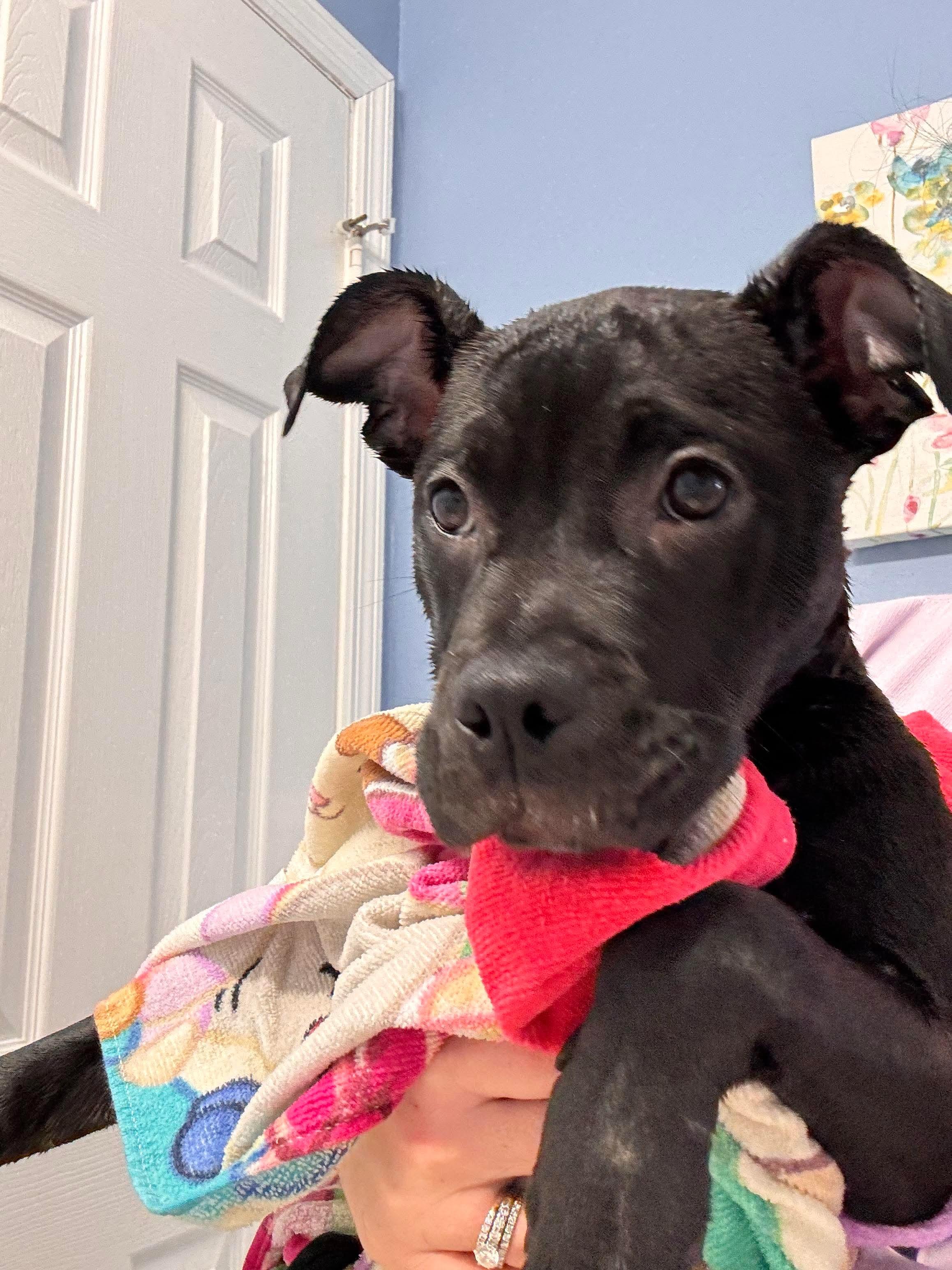 Enlarge Taffy, a ADOPTABLE mixed breed in Jackson , NJ image 4/4