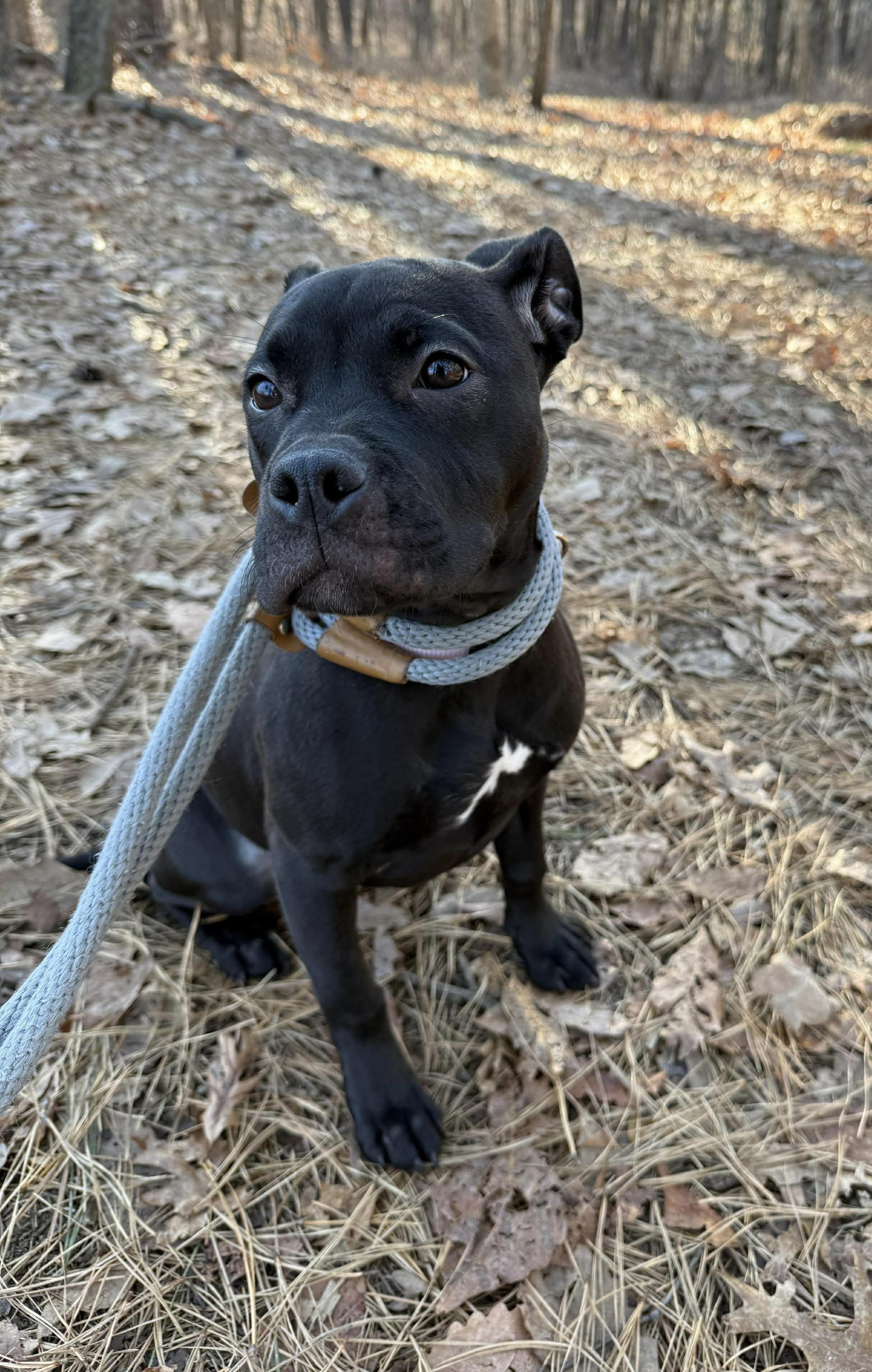 Enlarge Taffy, a ADOPTABLE mixed breed in Jackson , NJ image 1/4