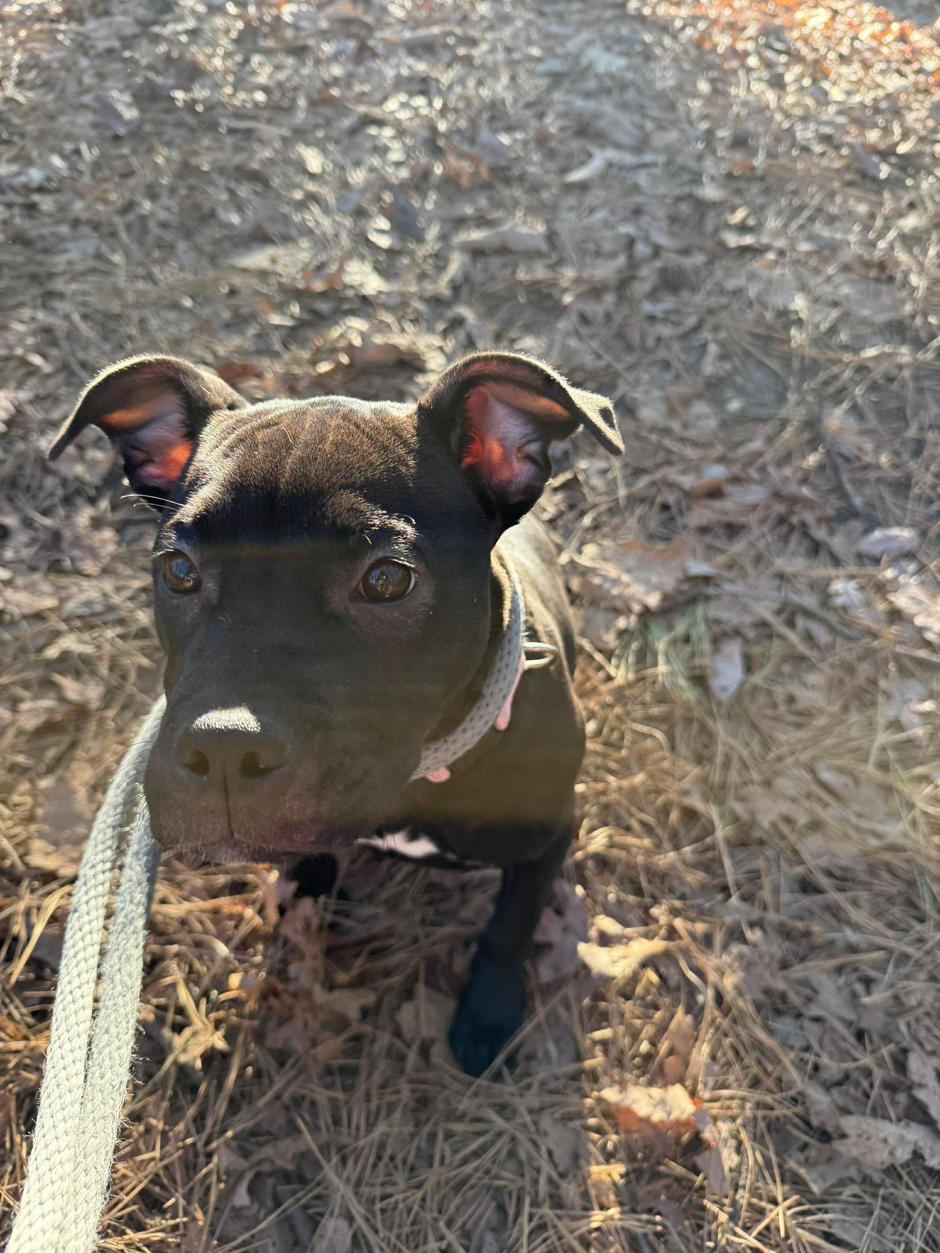 Enlarge Taffy, a ADOPTABLE mixed breed in Jackson , NJ image 3/4