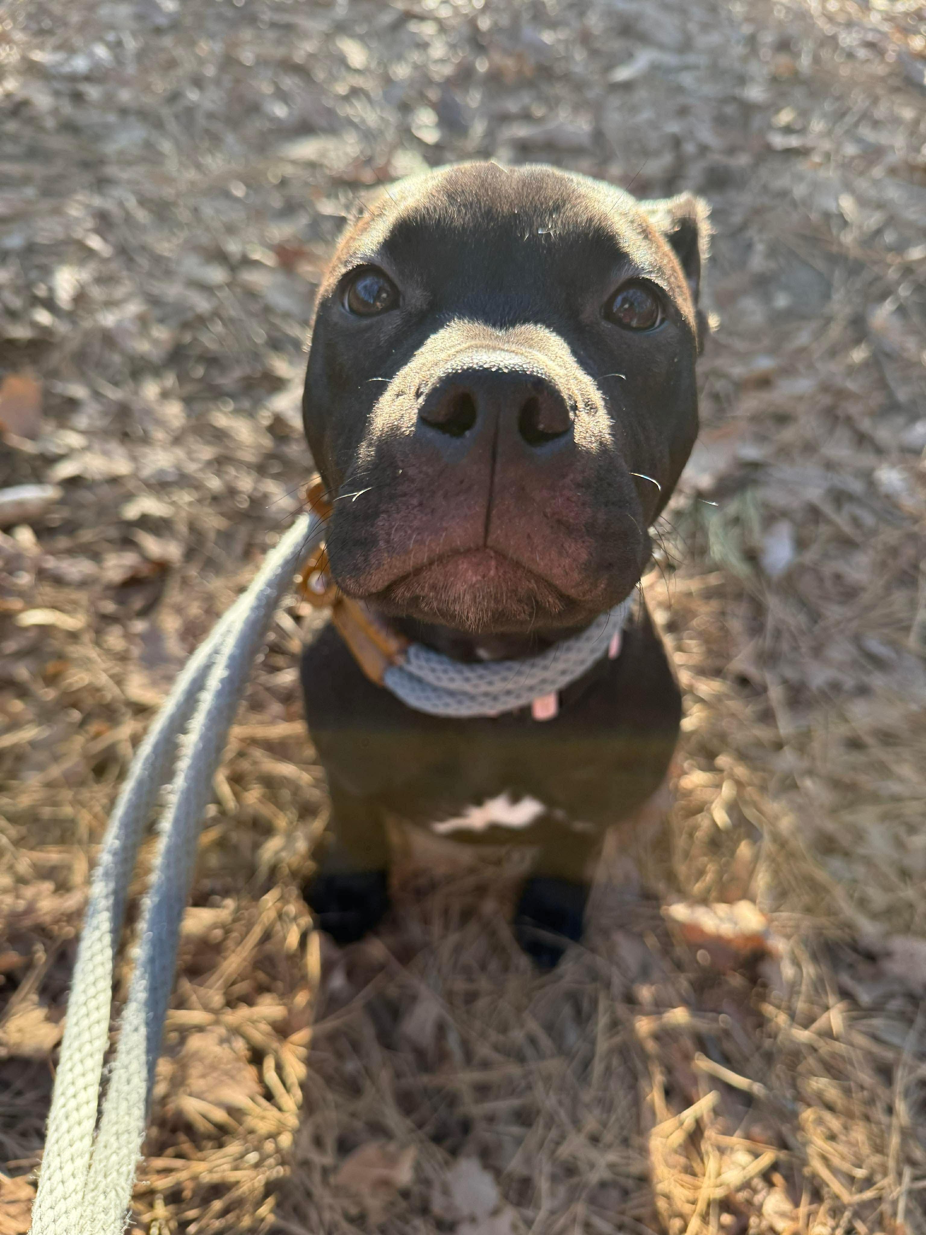 Enlarge Taffy, a ADOPTABLE mixed breed in Jackson , NJ image 2/4