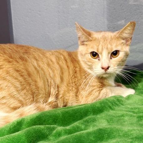 Enlarge Ginger, a Adoptable Domestic Short Hair in Concord, NH image 1/1