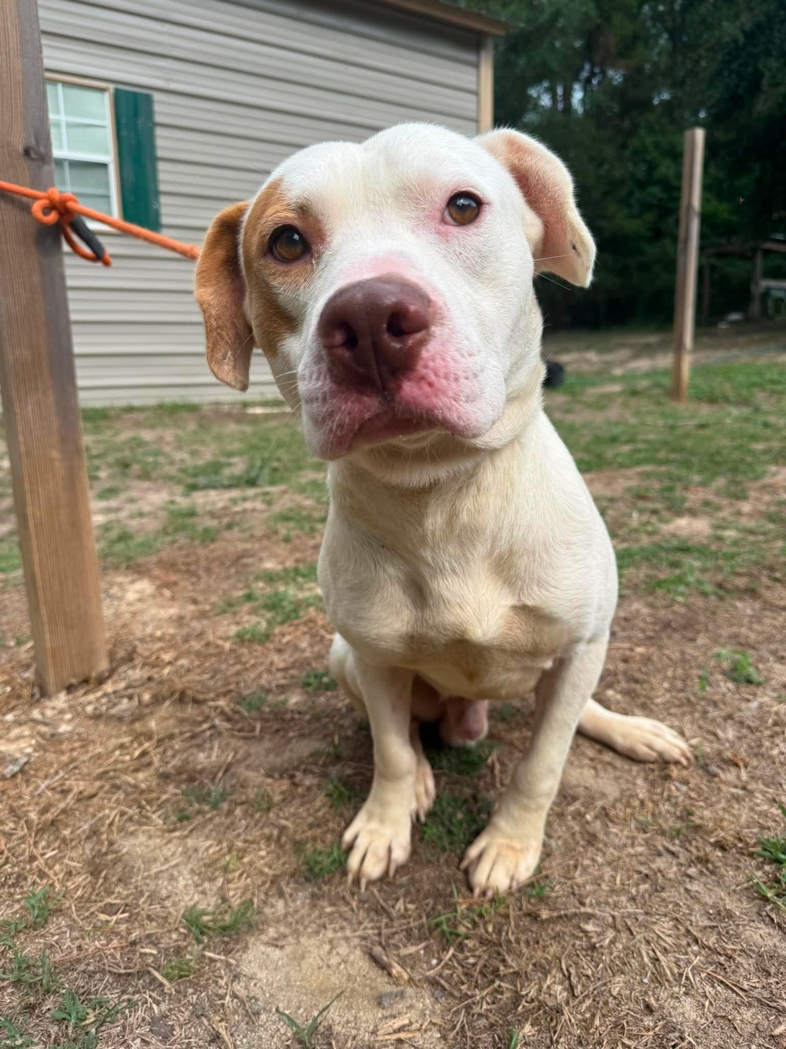 Brooks, a ADOPTABLE mixed breed in Wando, SC image 5/6