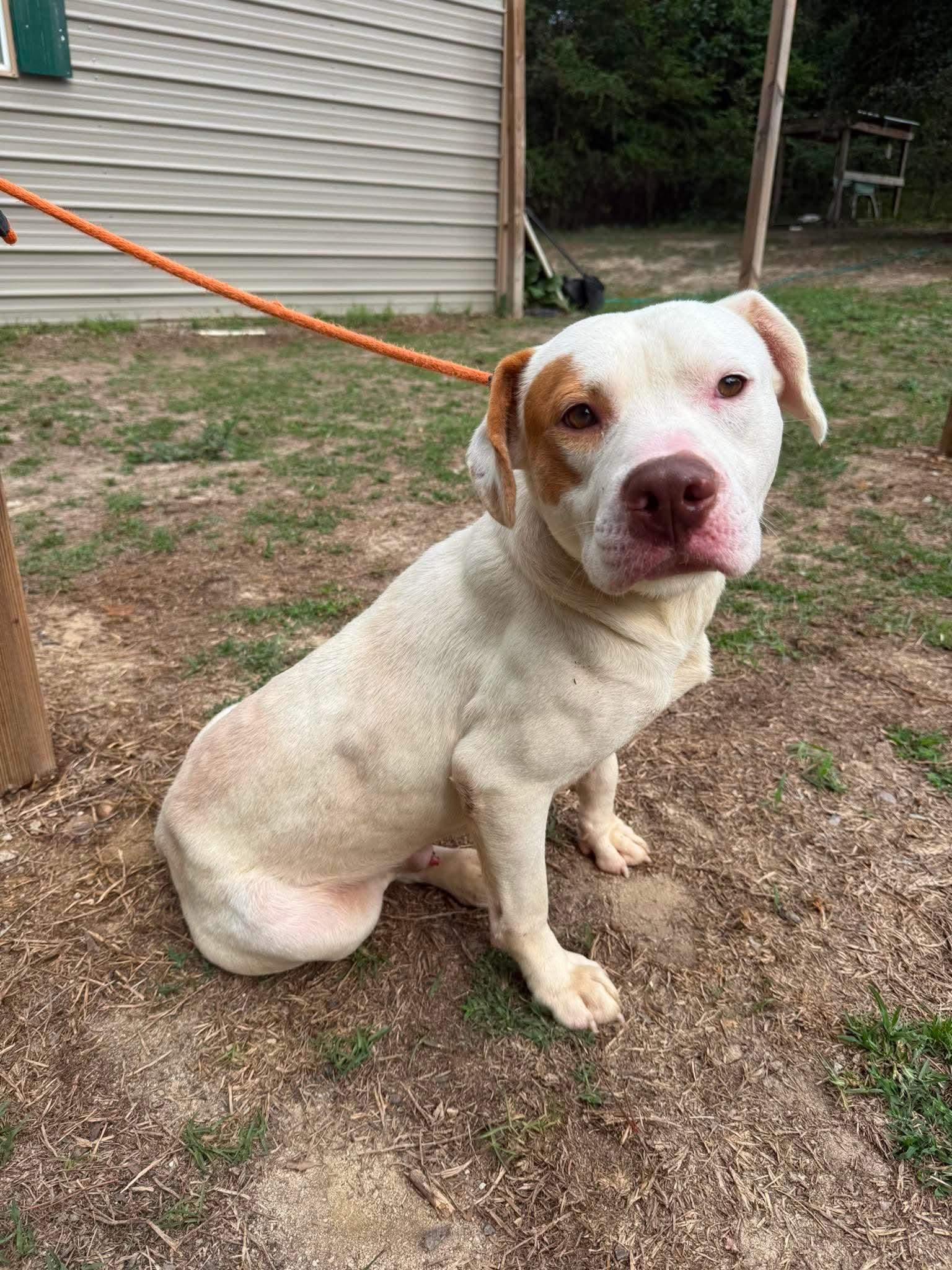 Brooks, ADOPTABLE, Young Male American Bulldog.