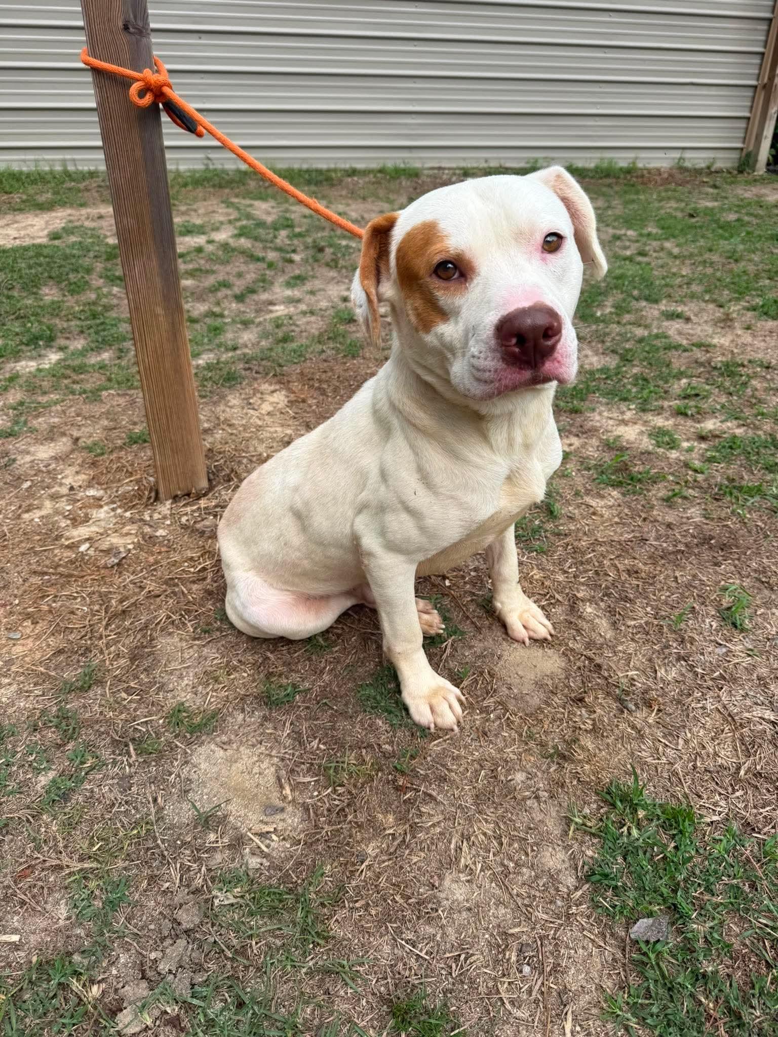 Brooks, a ADOPTABLE mixed breed in Wando, SC image 4/6