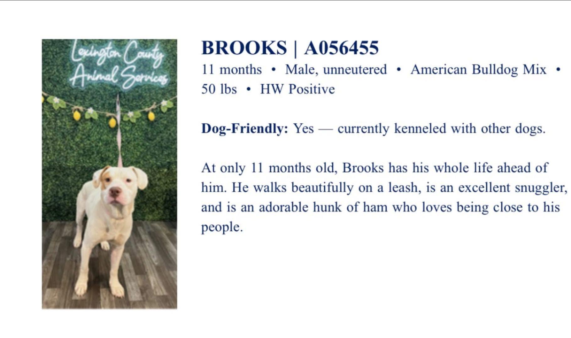 Brooks, a ADOPTABLE mixed breed in Wando, SC image 3/6