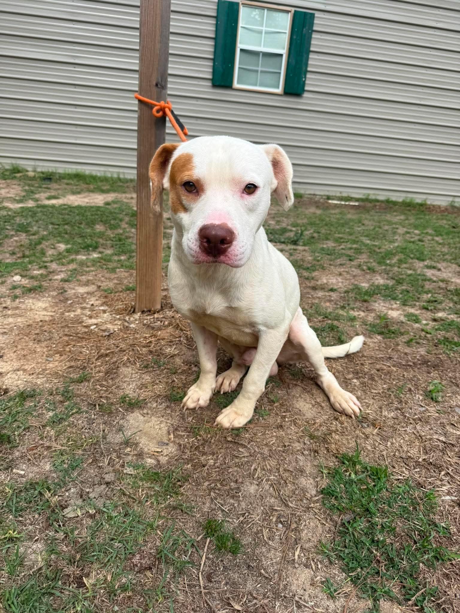 Brooks, a ADOPTABLE mixed breed in Wando, SC image 2/6