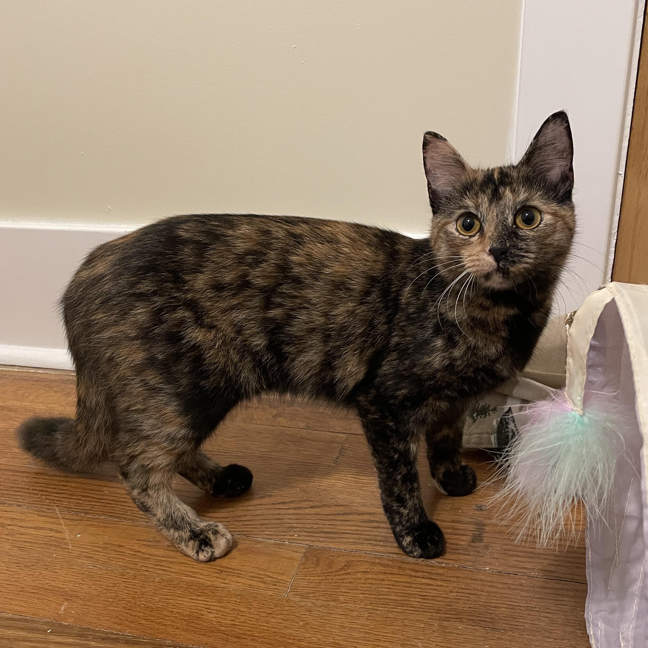 Enlarge Juxtaposition, an adopted Domestic Short Hair in Richmond, VA image 1/3