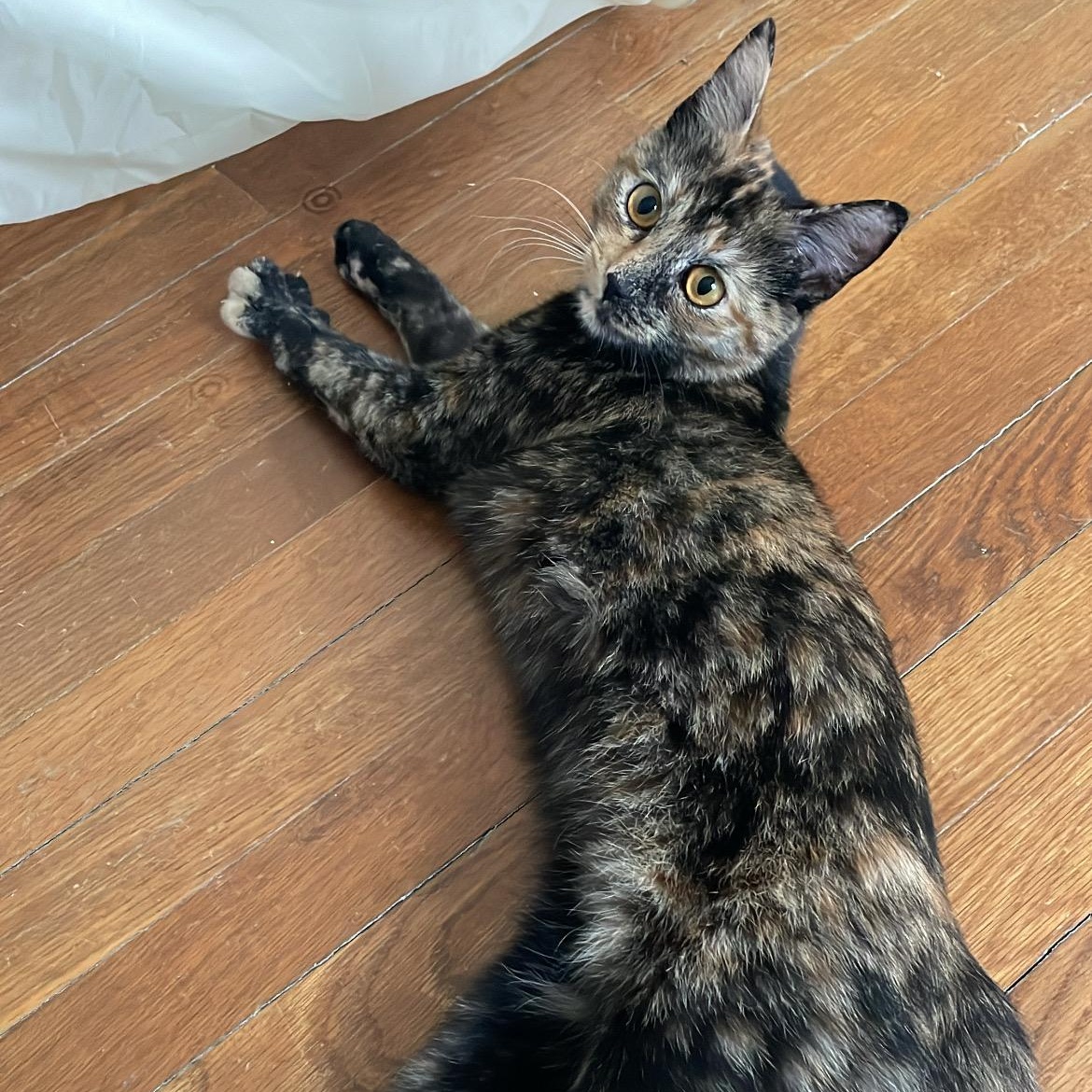 Enlarge Juxtaposition, an adopted Domestic Short Hair in Richmond, VA image 3/3