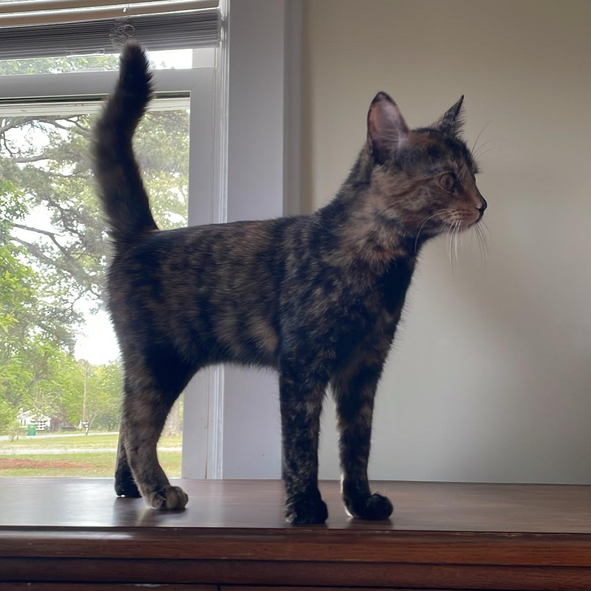 Enlarge Juxtaposition, an adopted Domestic Short Hair in Richmond, VA image 2/3