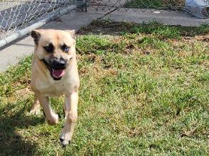 Finn, Adoptable, Young Male German Shepherd Dog.