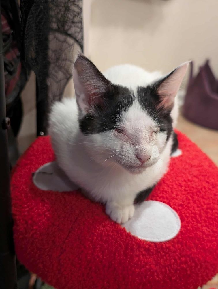 Frosting, Adoptable, Kitten Female Domestic Short Hair.