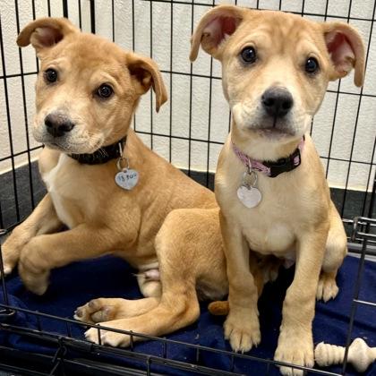 Enlarge Cupid, an adopted mixed breed in Ithaca, NY image 2/2