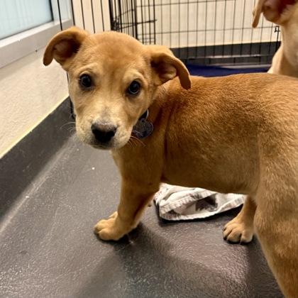 Cupid, adopted, Puppy Male Mixed Breed.