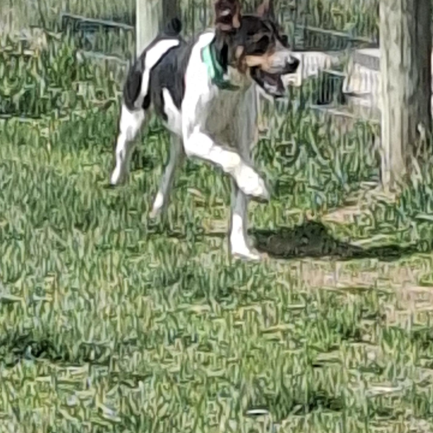 Enlarge Sunny, a ADOPTABLE Hound in Augusta, WV image 2/2