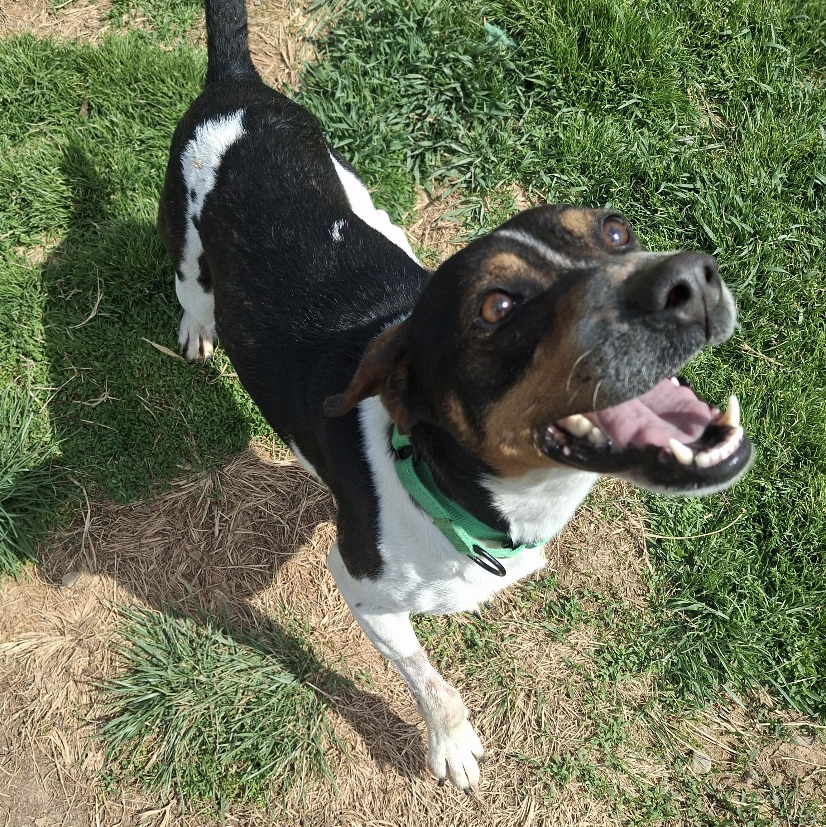 Sunny, ADOPTABLE, Young Male Hound.