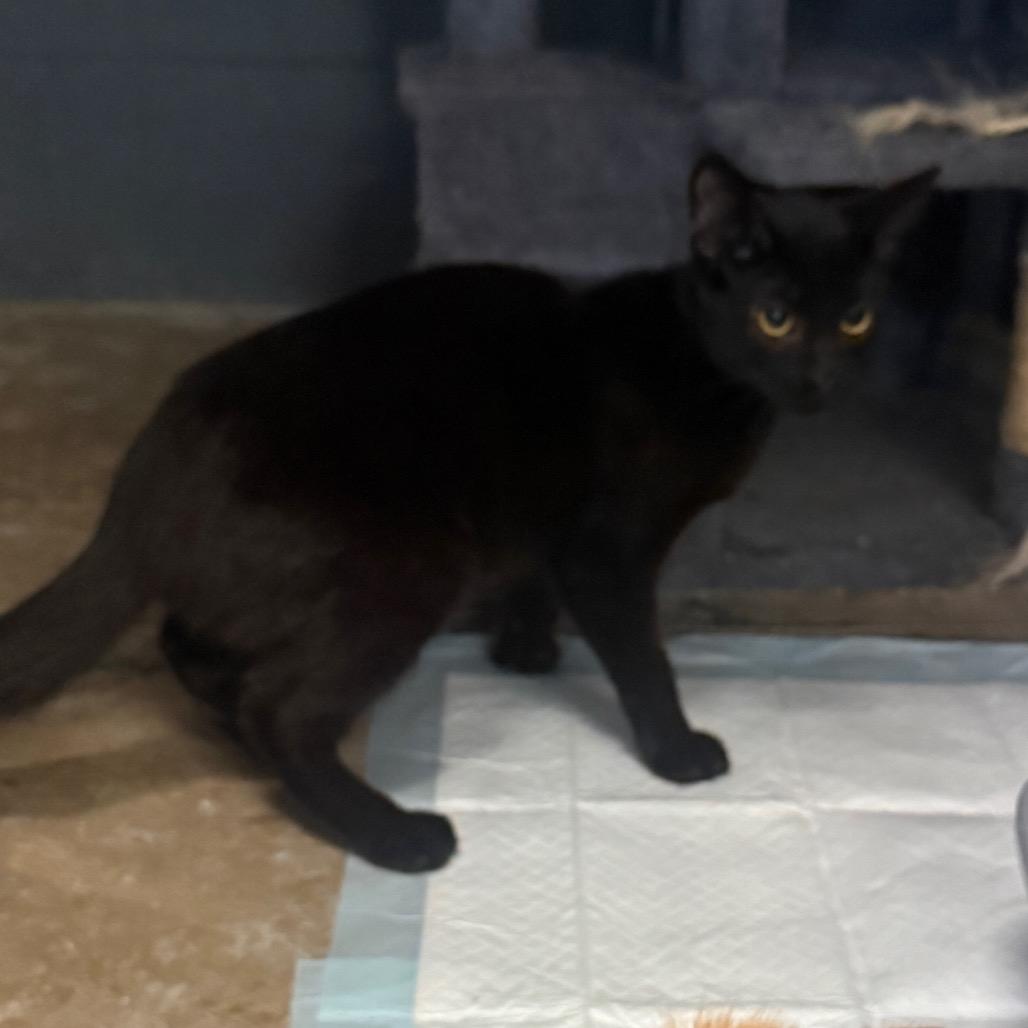 Phoenix, Adoptable, Kitten Male American Shorthair.