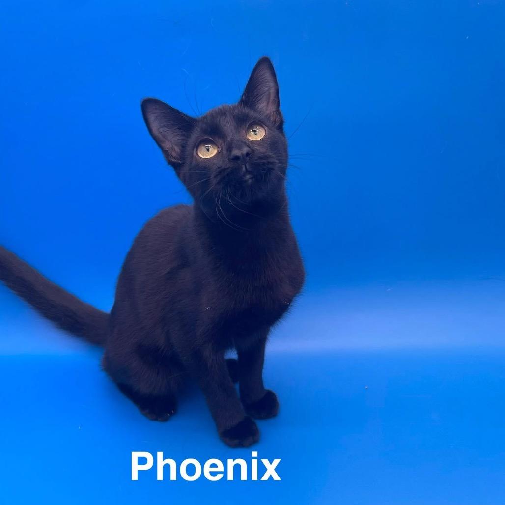 Enlarge Phoenix, a Adoptable American Shorthair in Collinsville , OK image 2/2