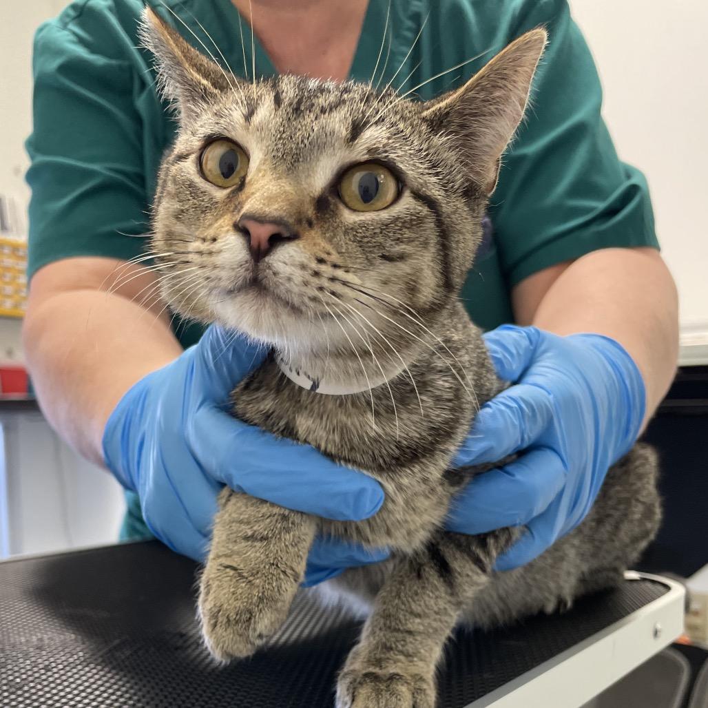 Enlarge Jelly Belly, a Adoptable Domestic Short Hair in Nashville, TN image 1/1