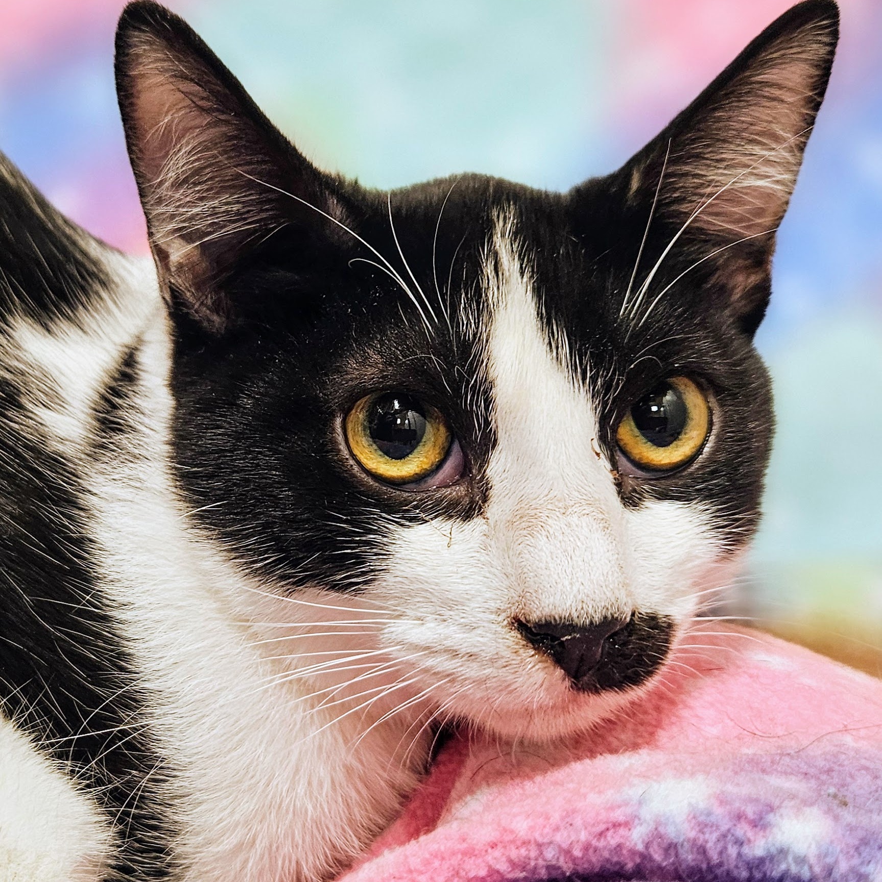 Enlarge Tucker - Rancho Cucamonga PetSmart, a Adoptable Domestic Short Hair in Rancho Cucamonga, CA image 2/3