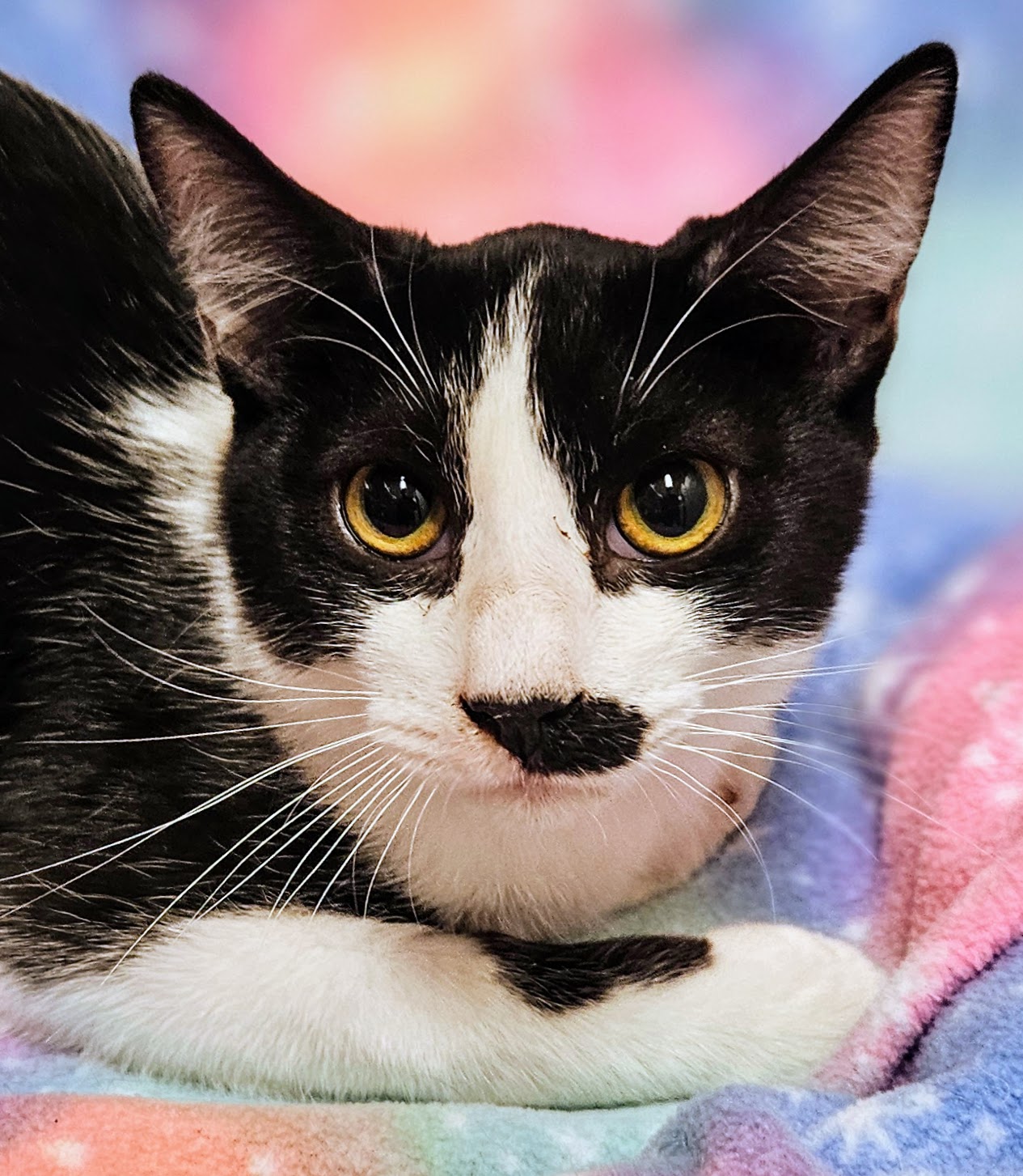 Enlarge Tucker - Rancho Cucamonga PetSmart, a Adoptable Domestic Short Hair in Rancho Cucamonga, CA image 3/3