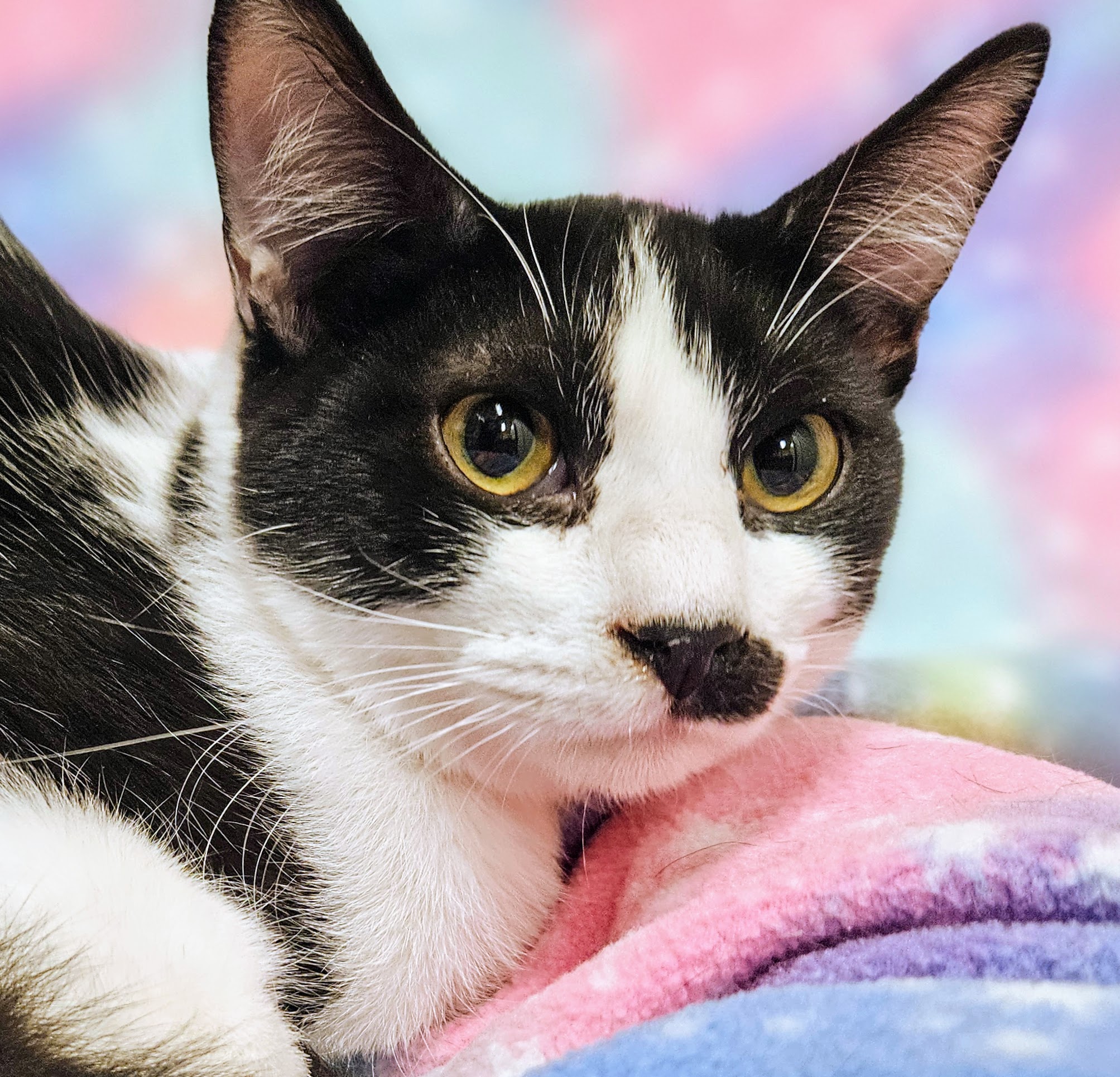 Tucker - Rancho Cucamonga PetSmart, Adoptable, Kitten Male Domestic Short Hair.