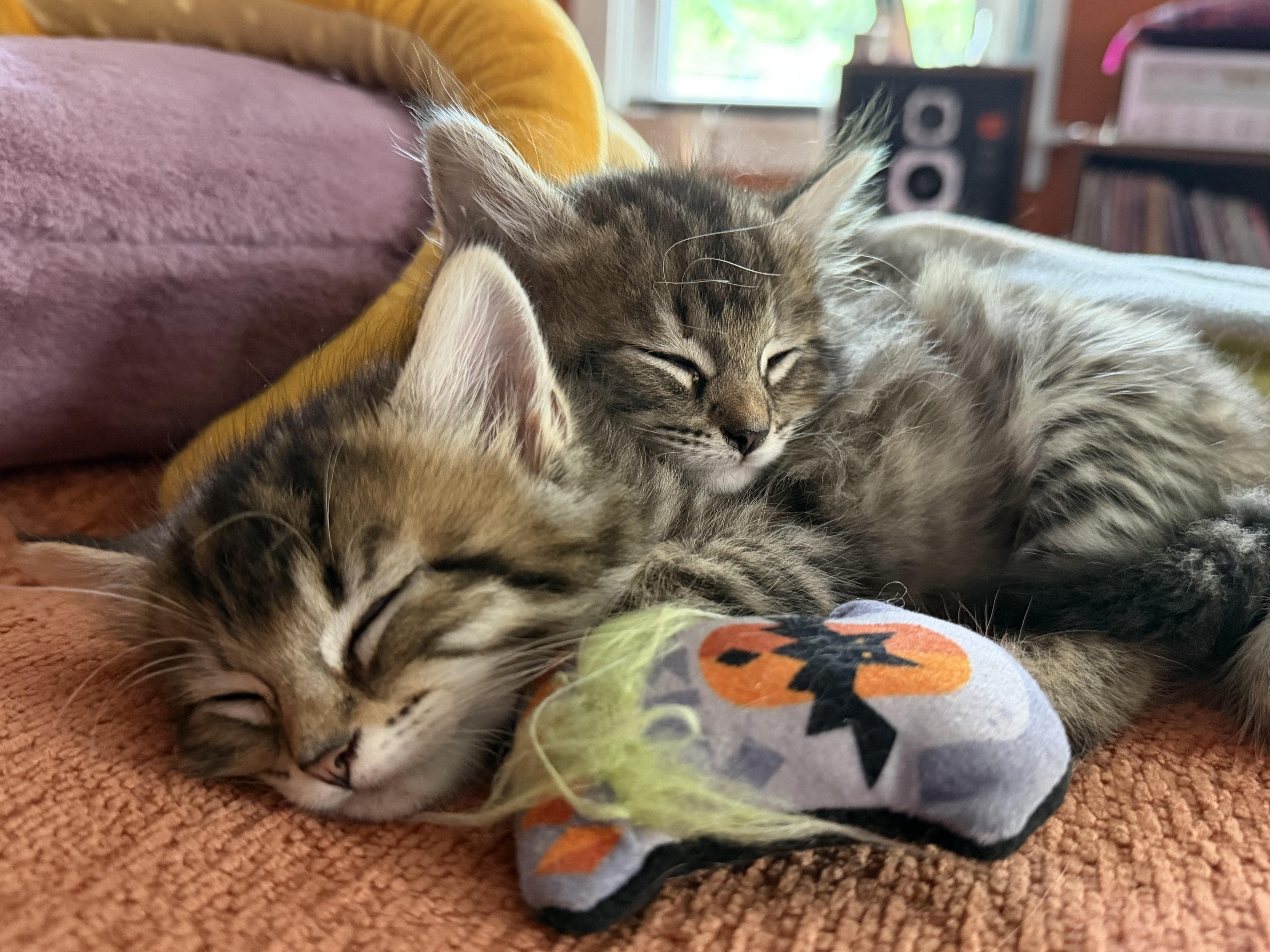 Darla, adopted, Kitten Female Tabby & Maine Coon.