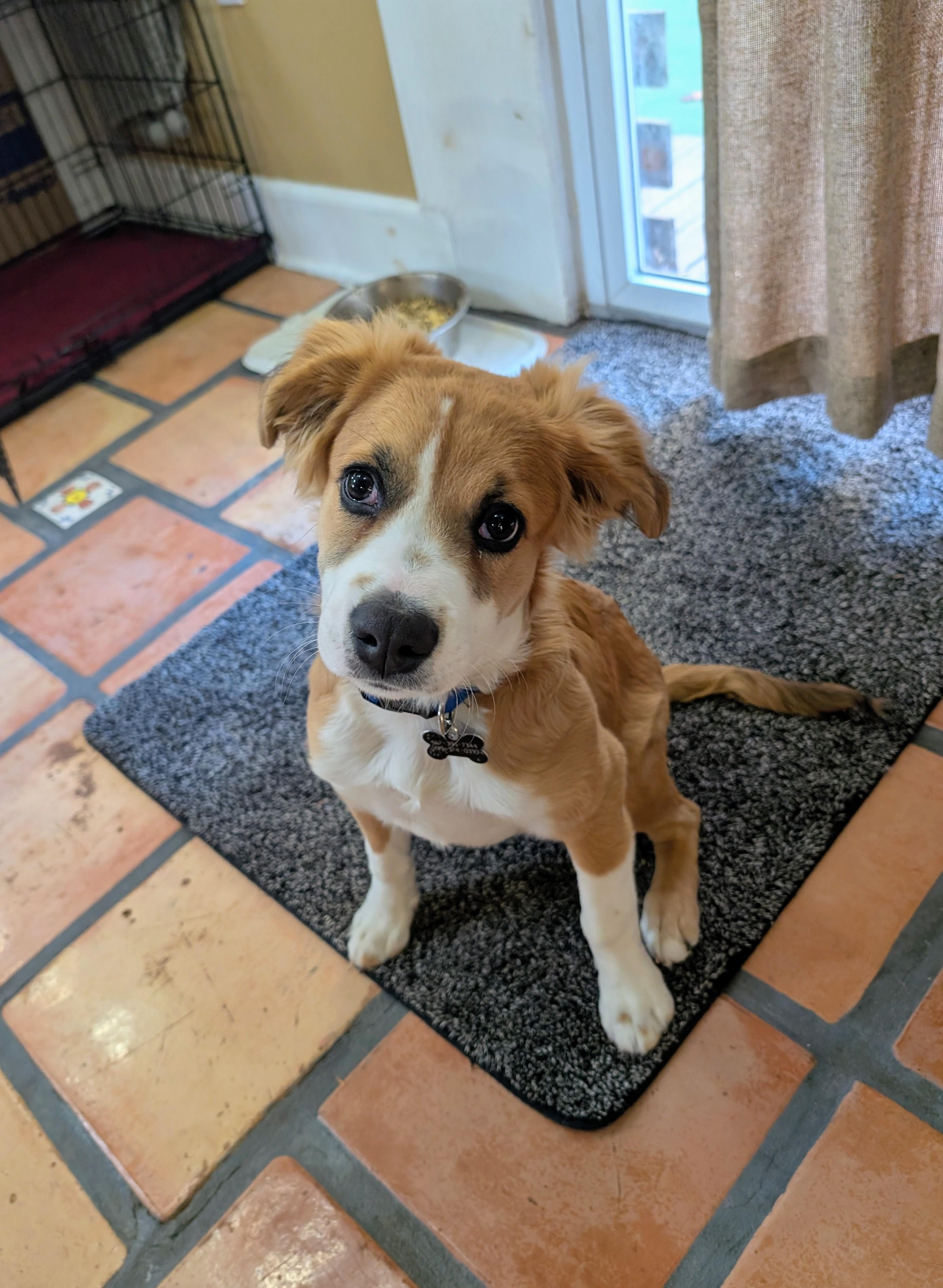 Juni, a Adopted mixed breed in Maumee, OH image 1/4