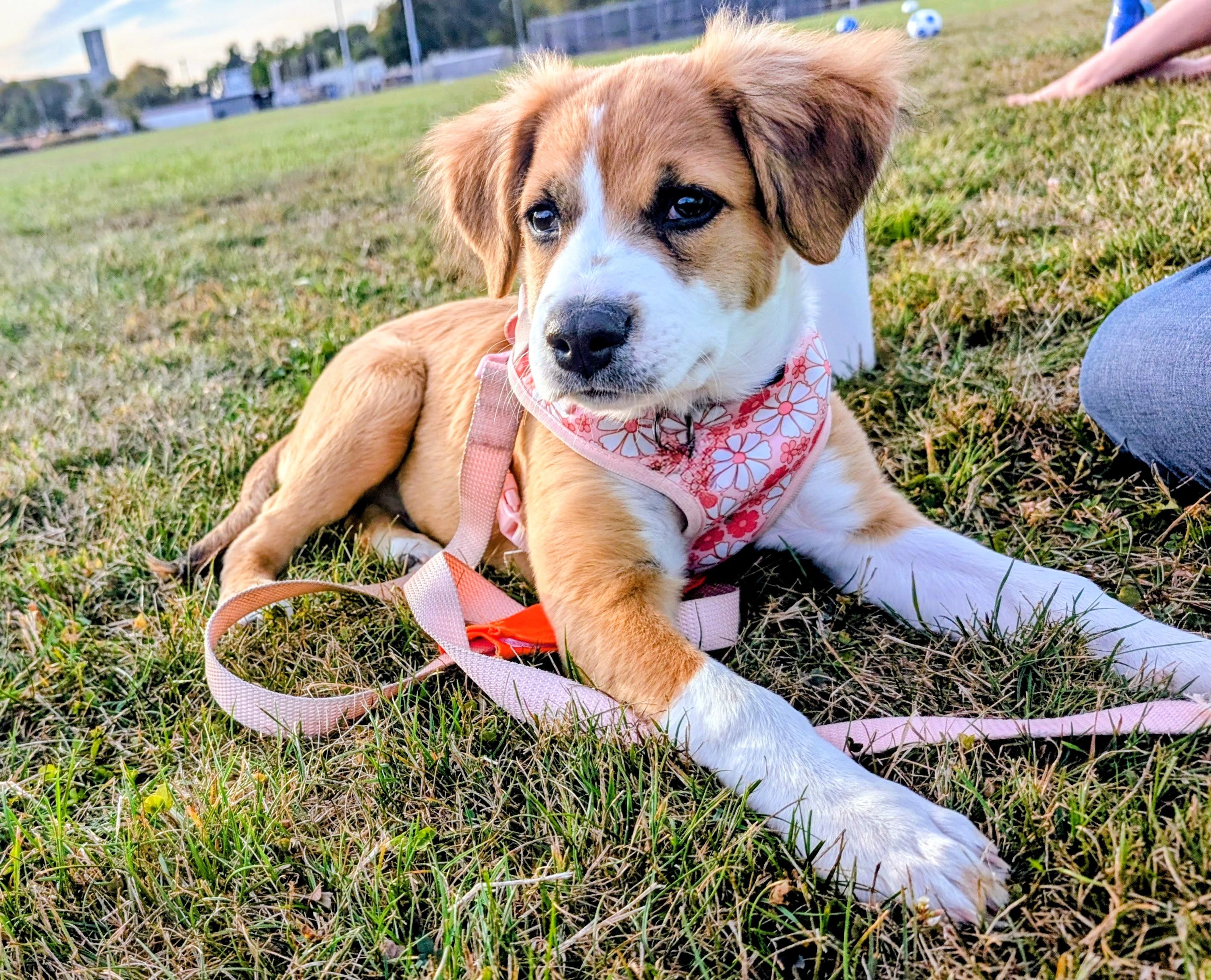 Juni, a Adopted mixed breed in Maumee, OH image 2/4