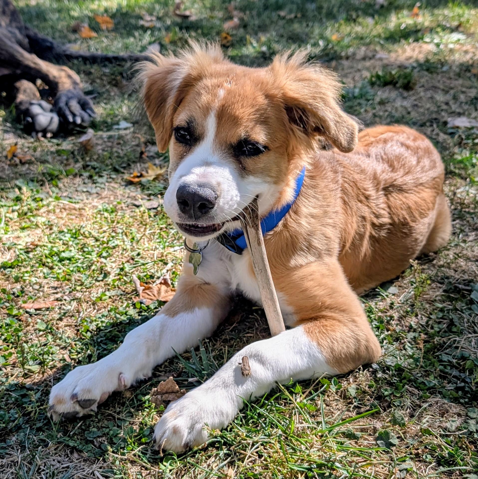 Juni, a Adopted mixed breed in Maumee, OH image 4/4
