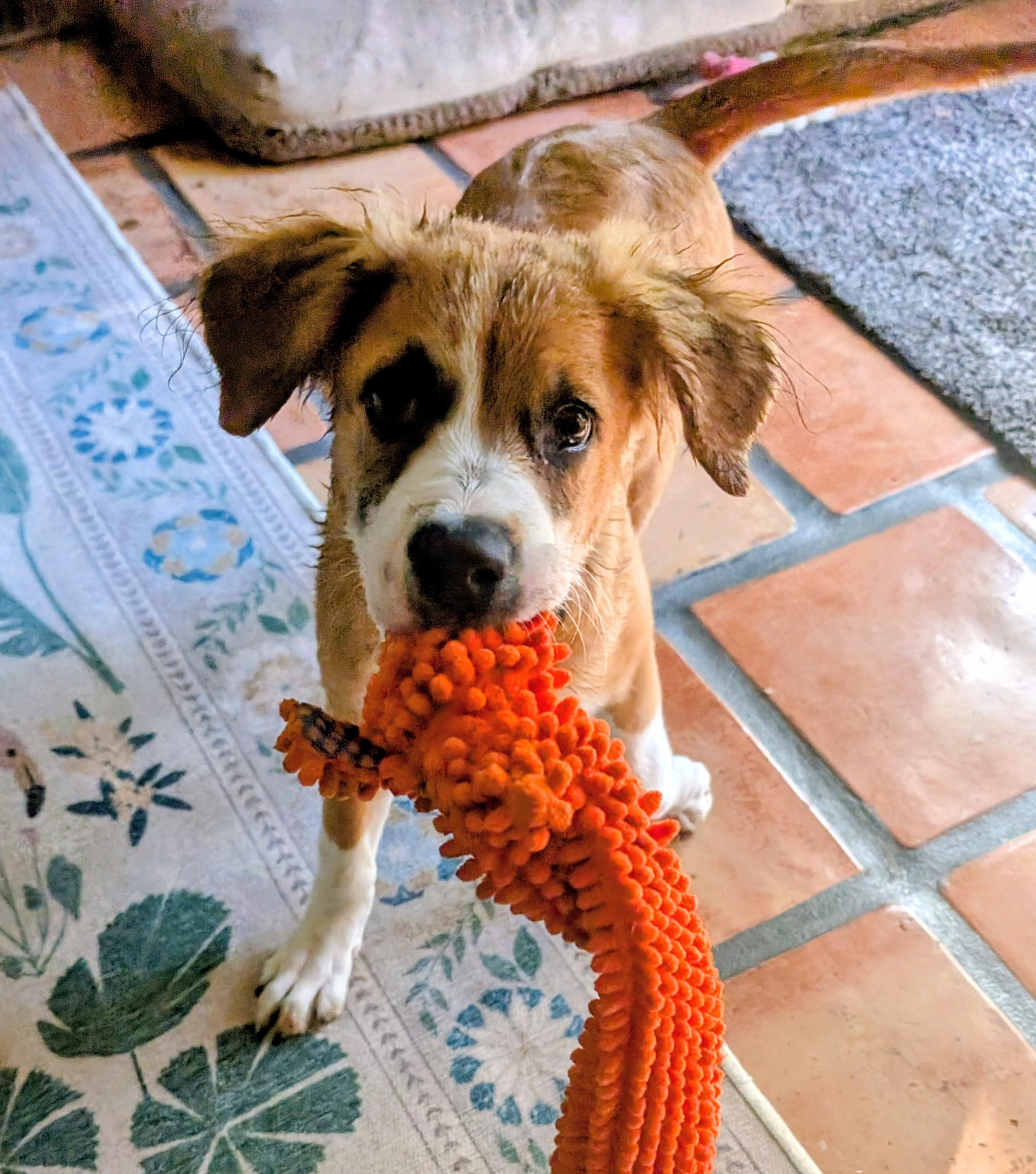 Juni, a Adopted mixed breed in Maumee, OH image 3/4