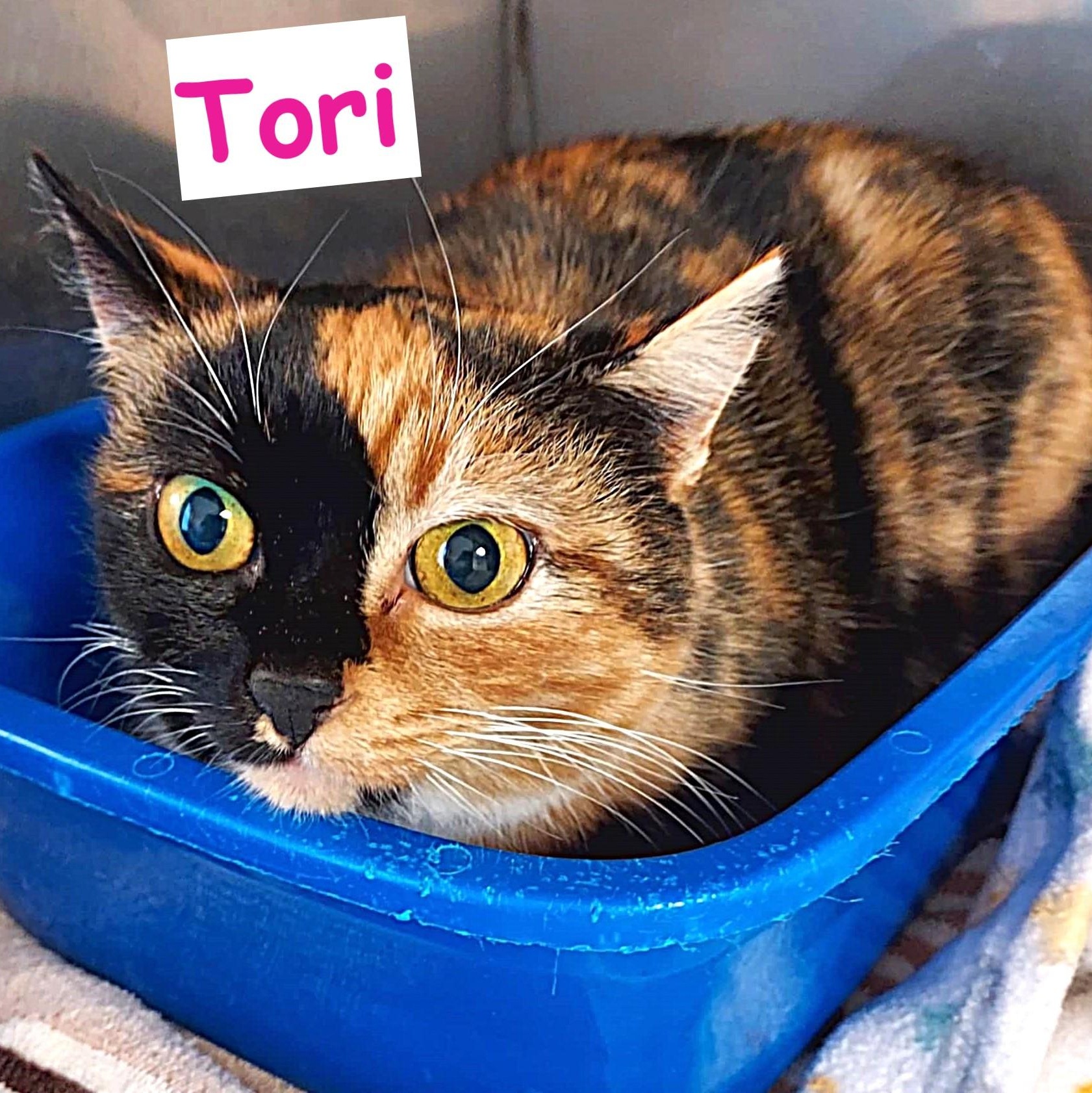 Tori, a ADOPTABLE Domestic Short Hair in Falls Creek, PA image 2/3