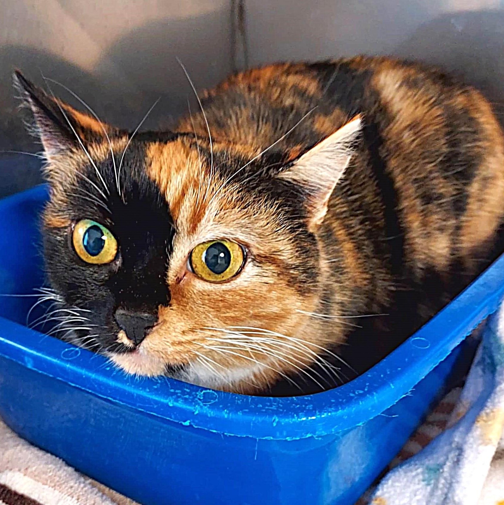 Tori, ADOPTABLE, Adult Female Domestic Short Hair.