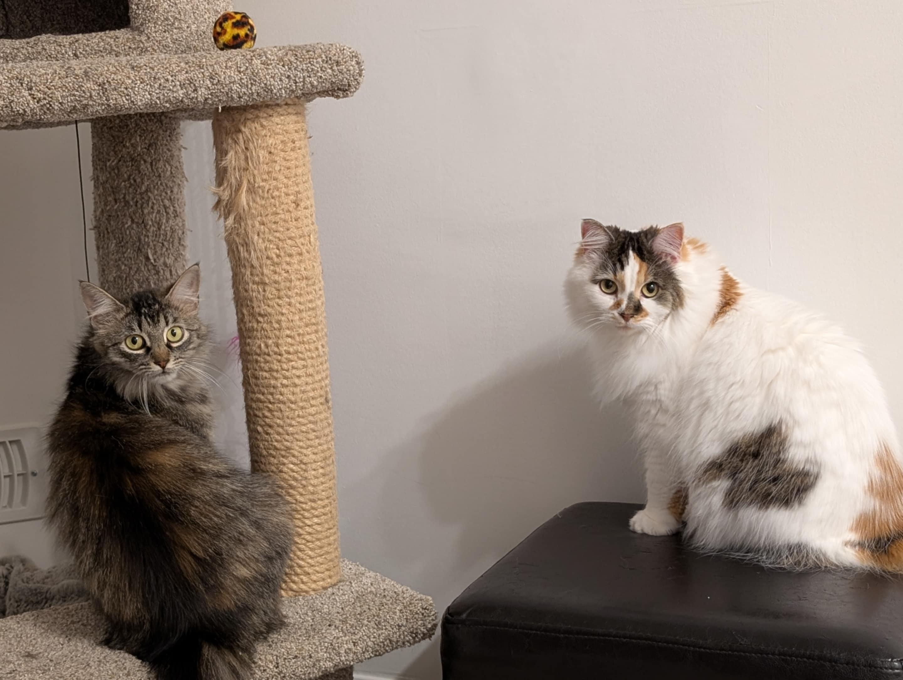 Ivy, a Adopted Domestic Medium Hair in Brantford, ON image 2/6