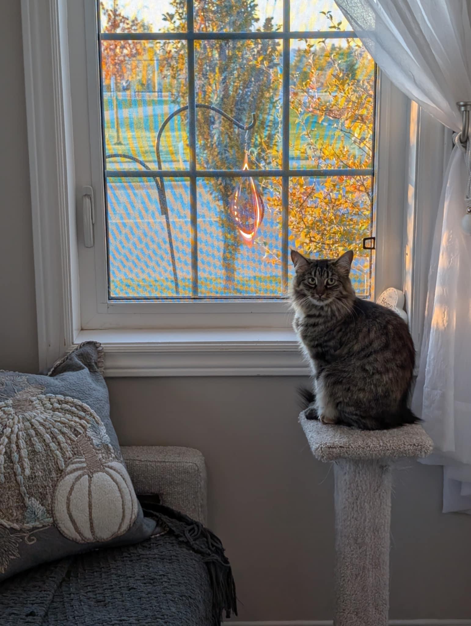 Ivy, a Adopted Domestic Medium Hair in Brantford, ON image 3/6