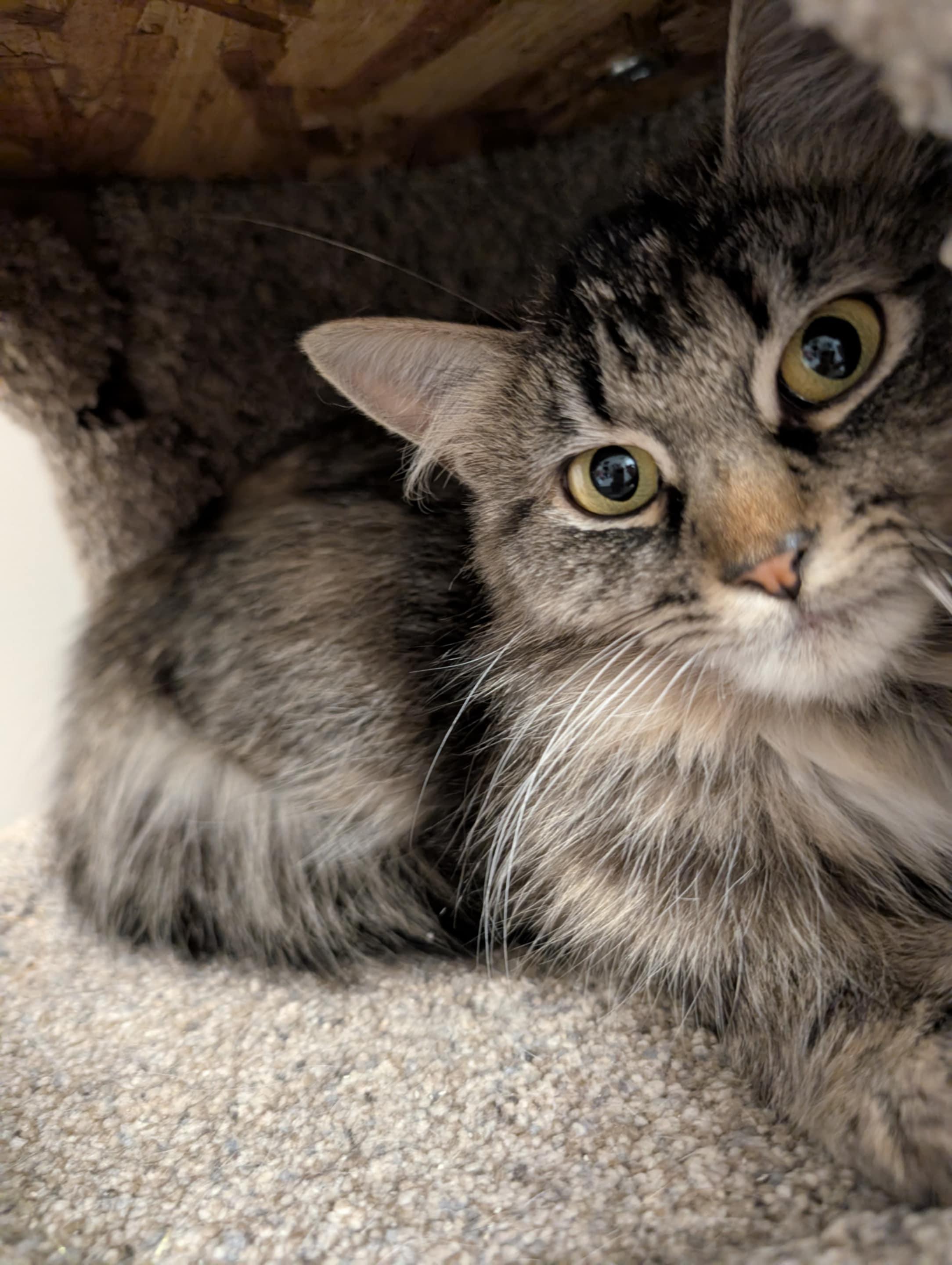 Ivy, a Adopted Domestic Medium Hair in Brantford, ON image 4/6