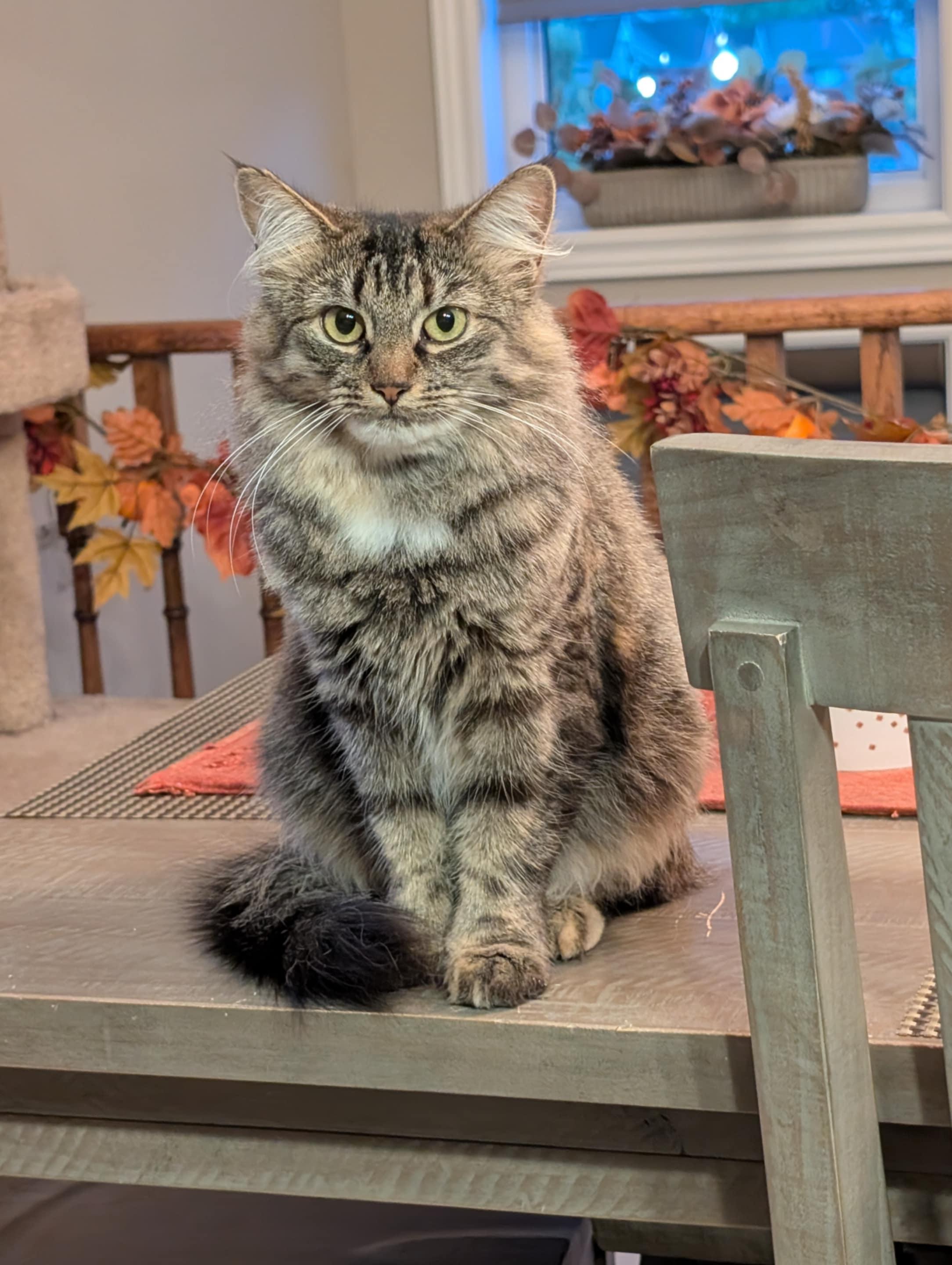 Ivy, a Adopted Domestic Medium Hair in Brantford, ON image 1/6