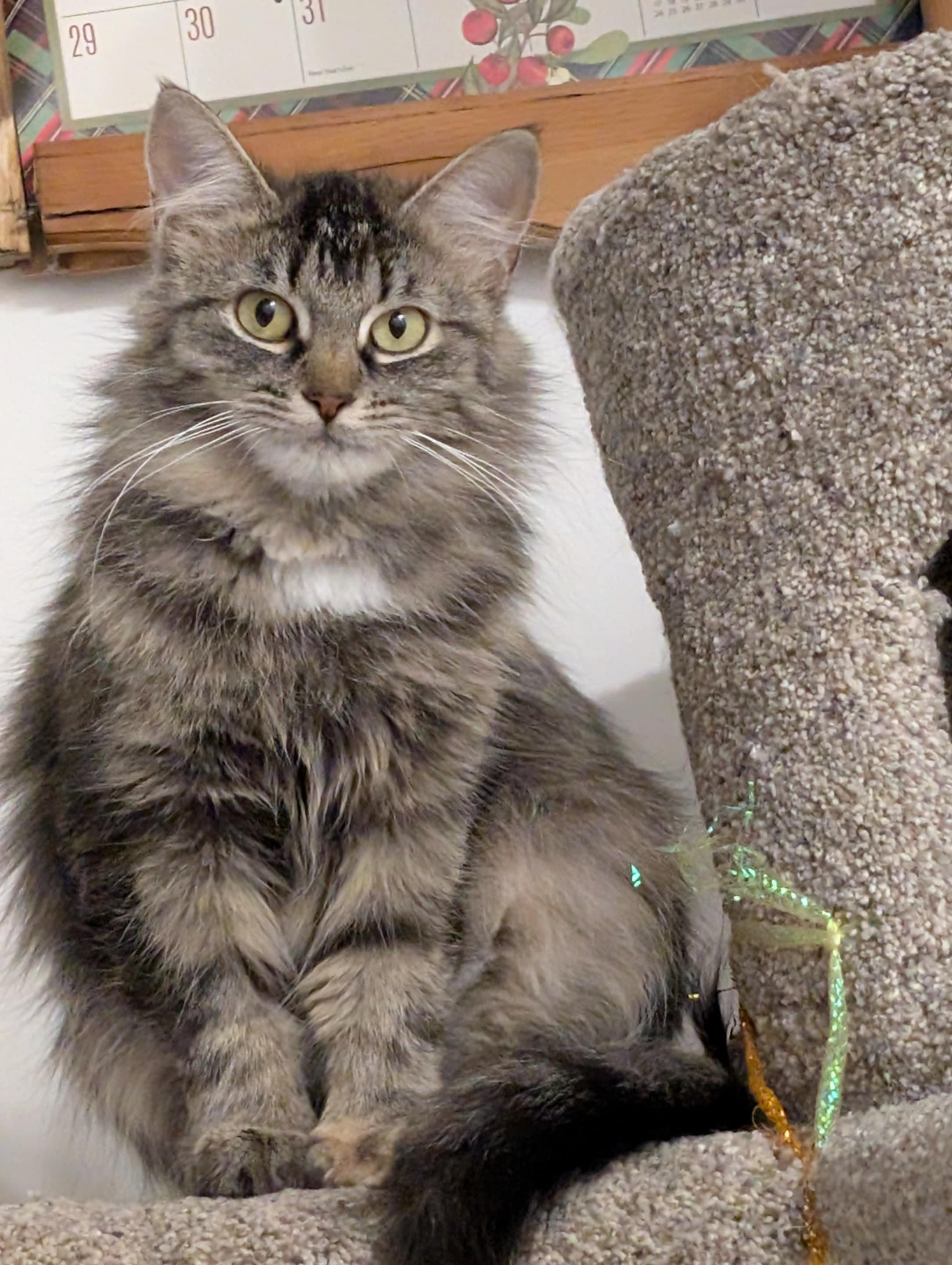 Ivy, a Adopted Domestic Medium Hair in Brantford, ON image 5/6