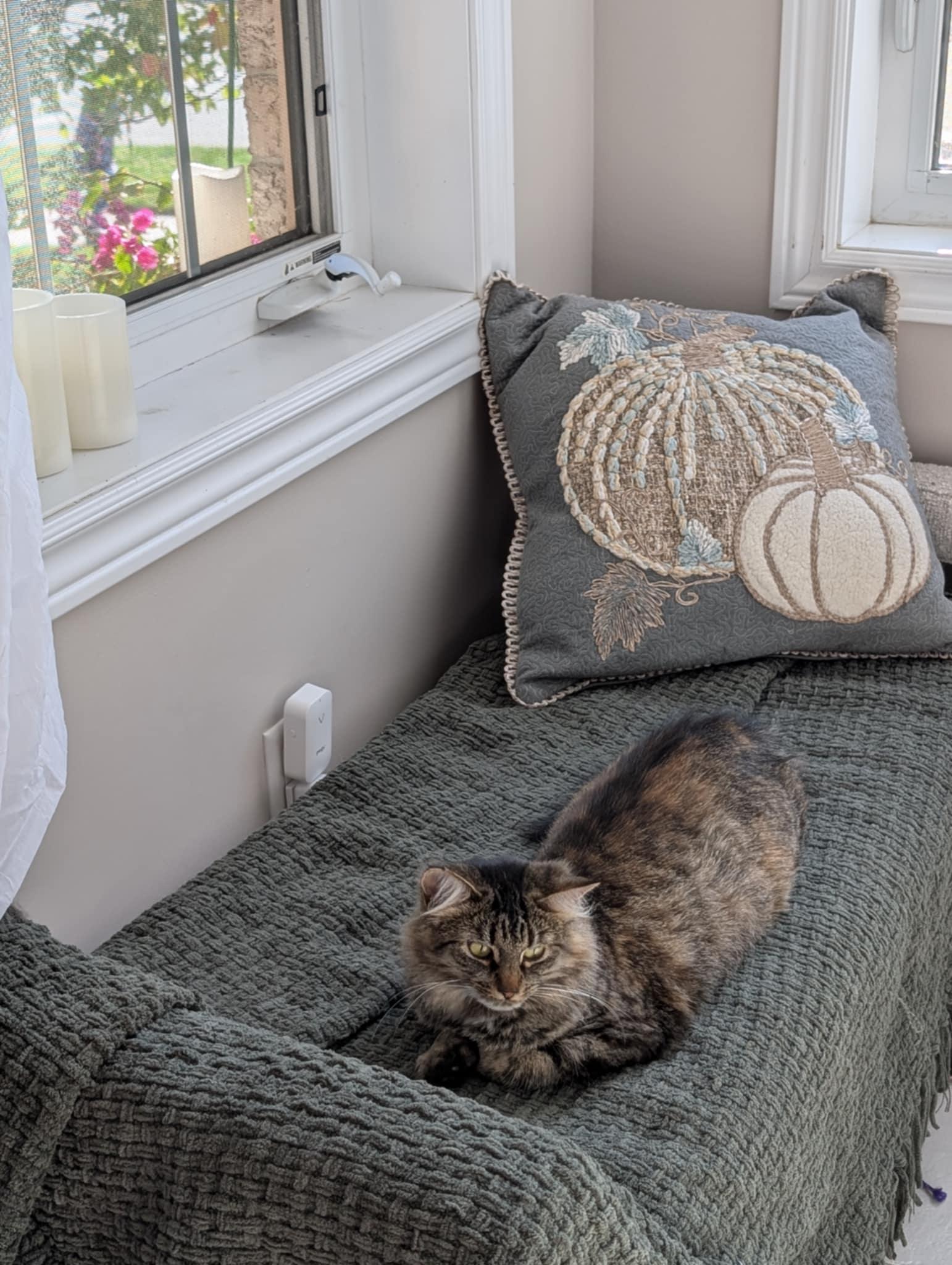 Ivy, a Adopted Domestic Medium Hair in Brantford, ON image 6/6