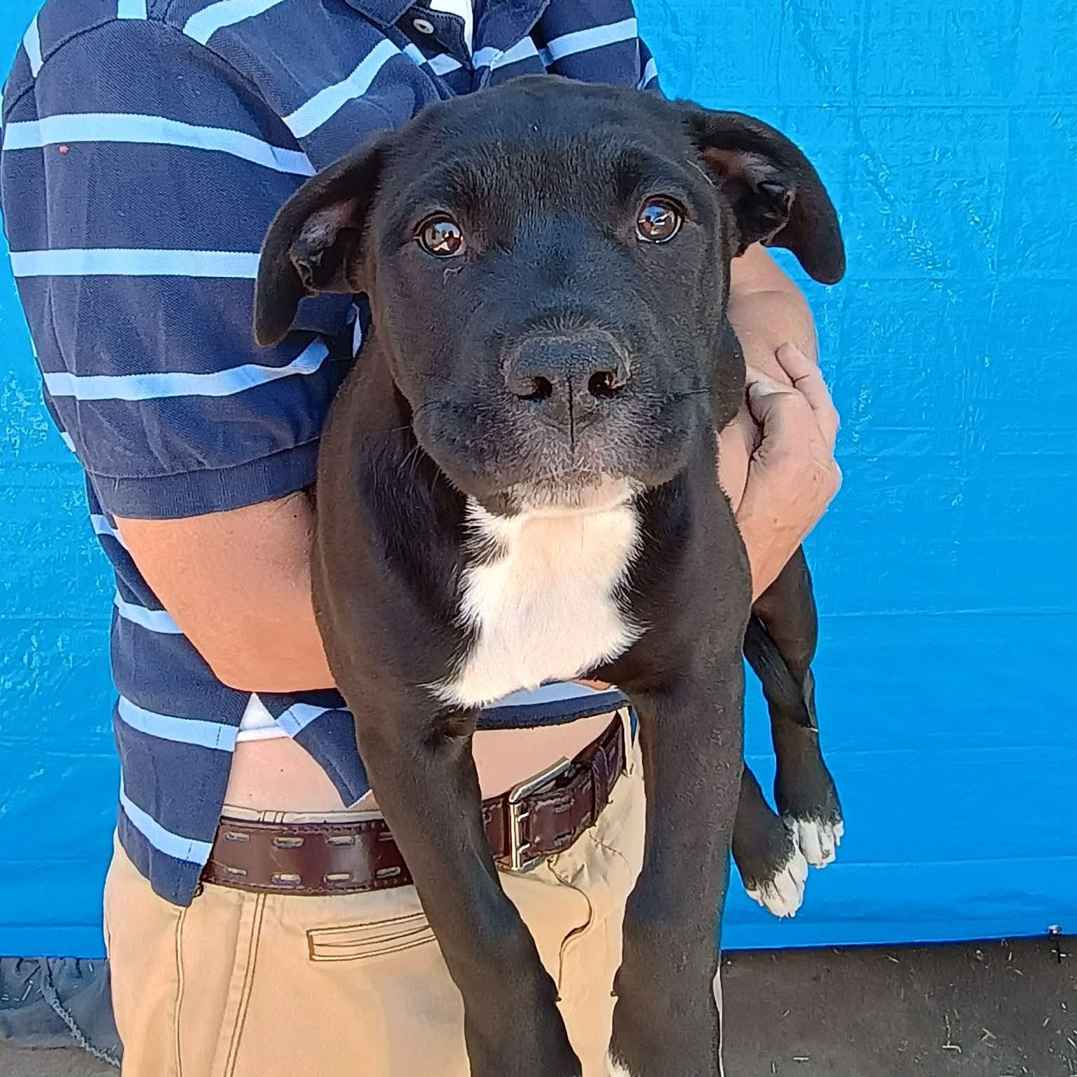 Milo, ADOPTABLE, Puppy Female Pit Bull Terrier & Labrador Retriever.
