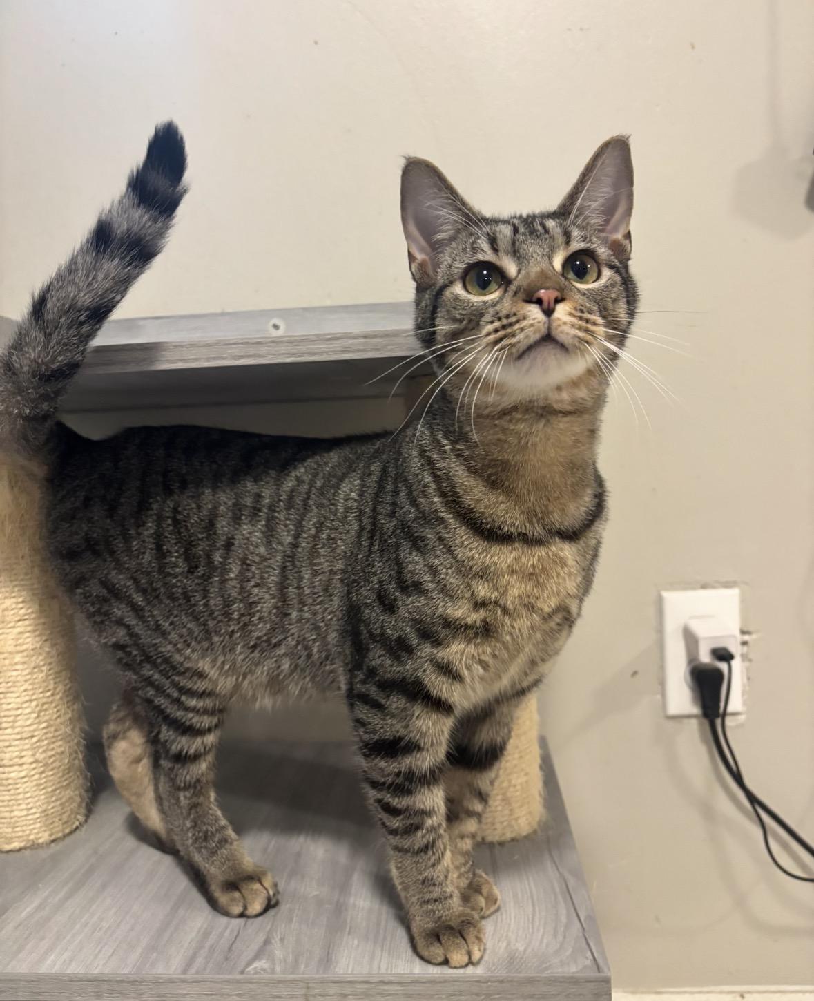 Gb, J, & Havarti BONDED TRIO, ADOPTABLE, Young Male Domestic Short Hair.