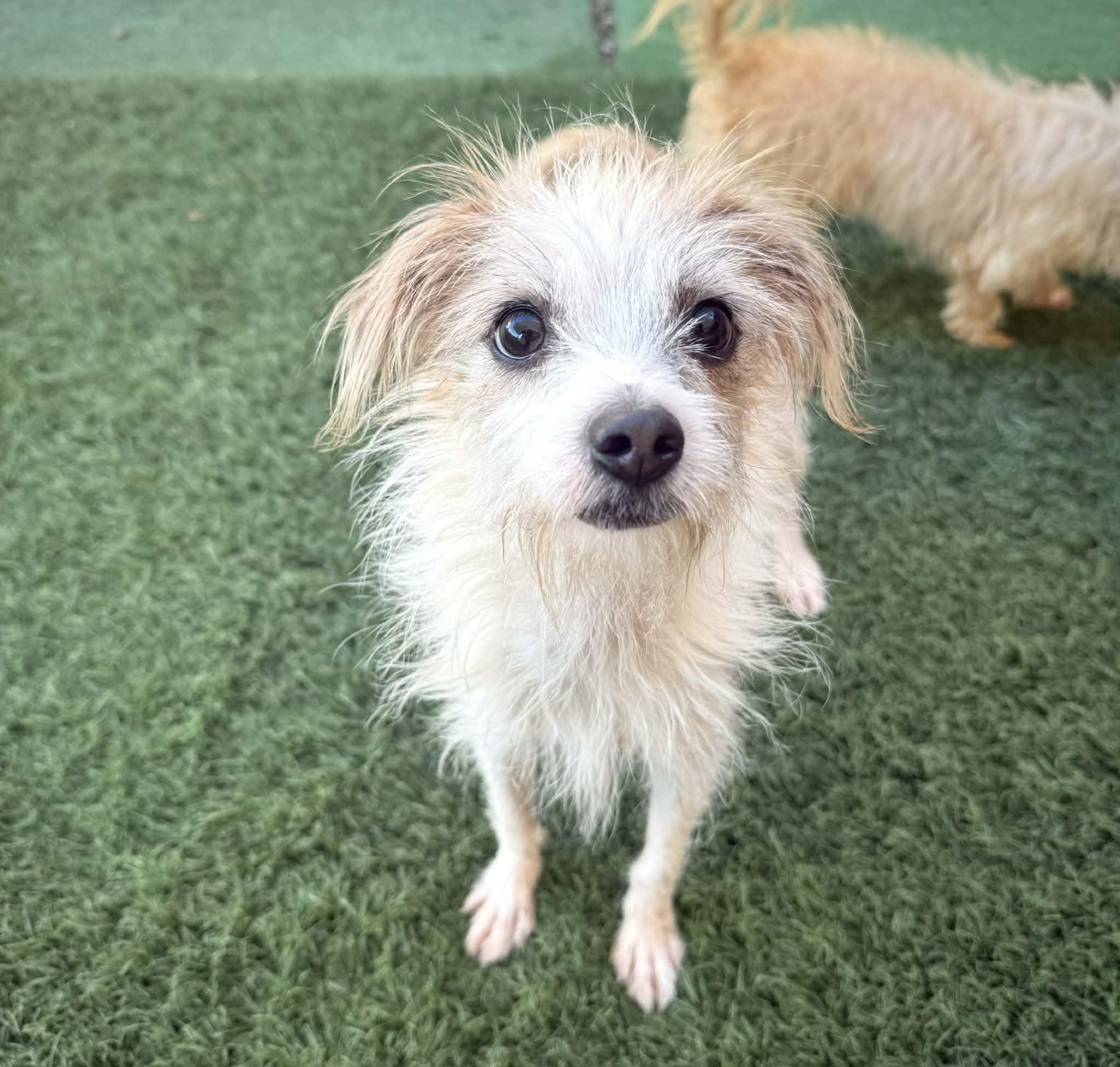 Enlarge Sakura, a ADOPTABLE mixed breed in PHOENIX, AZ image 2/6